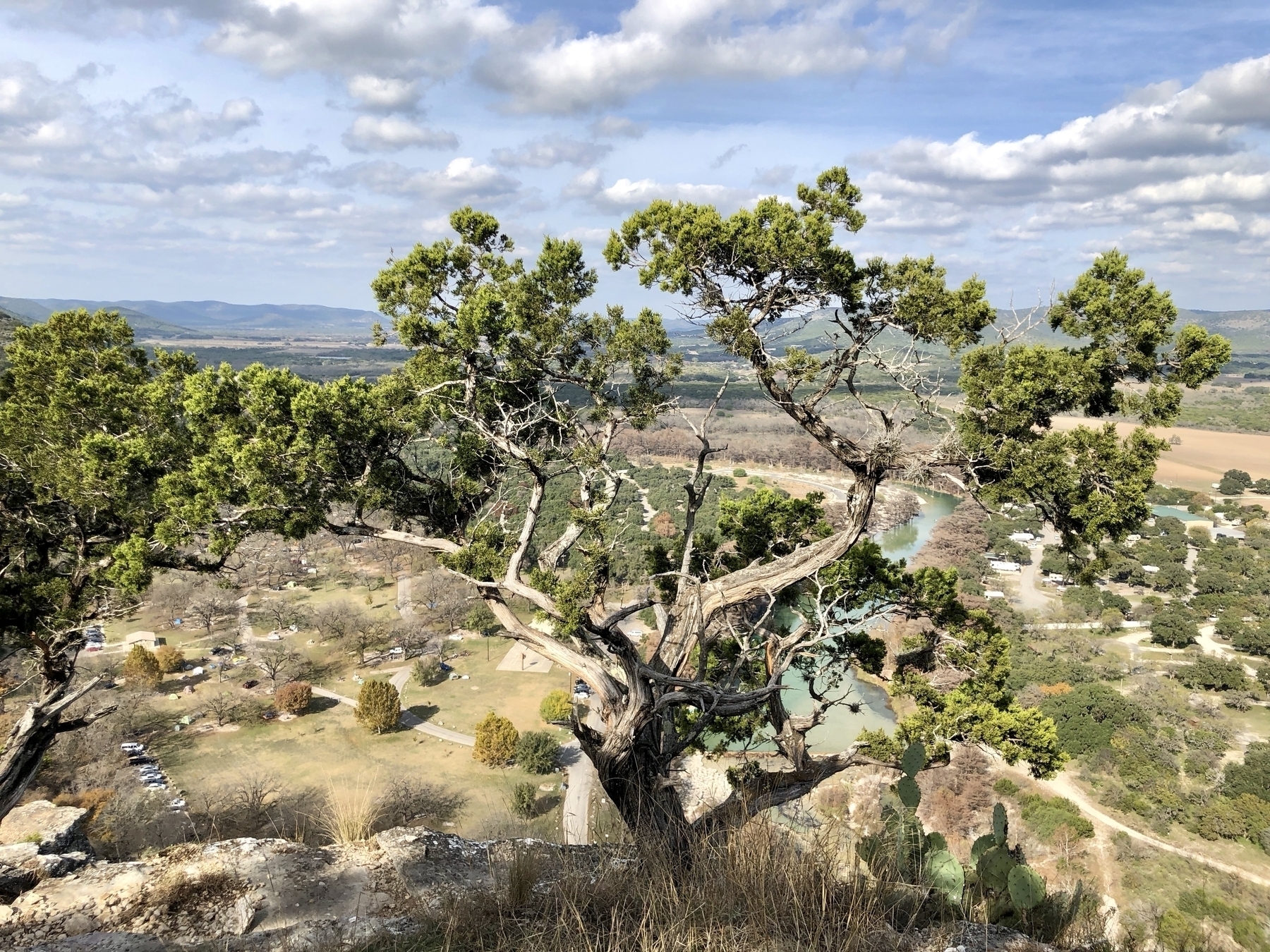 A sparse tree with twisted branches on a hillside overlooking grasslands under a blue sky.