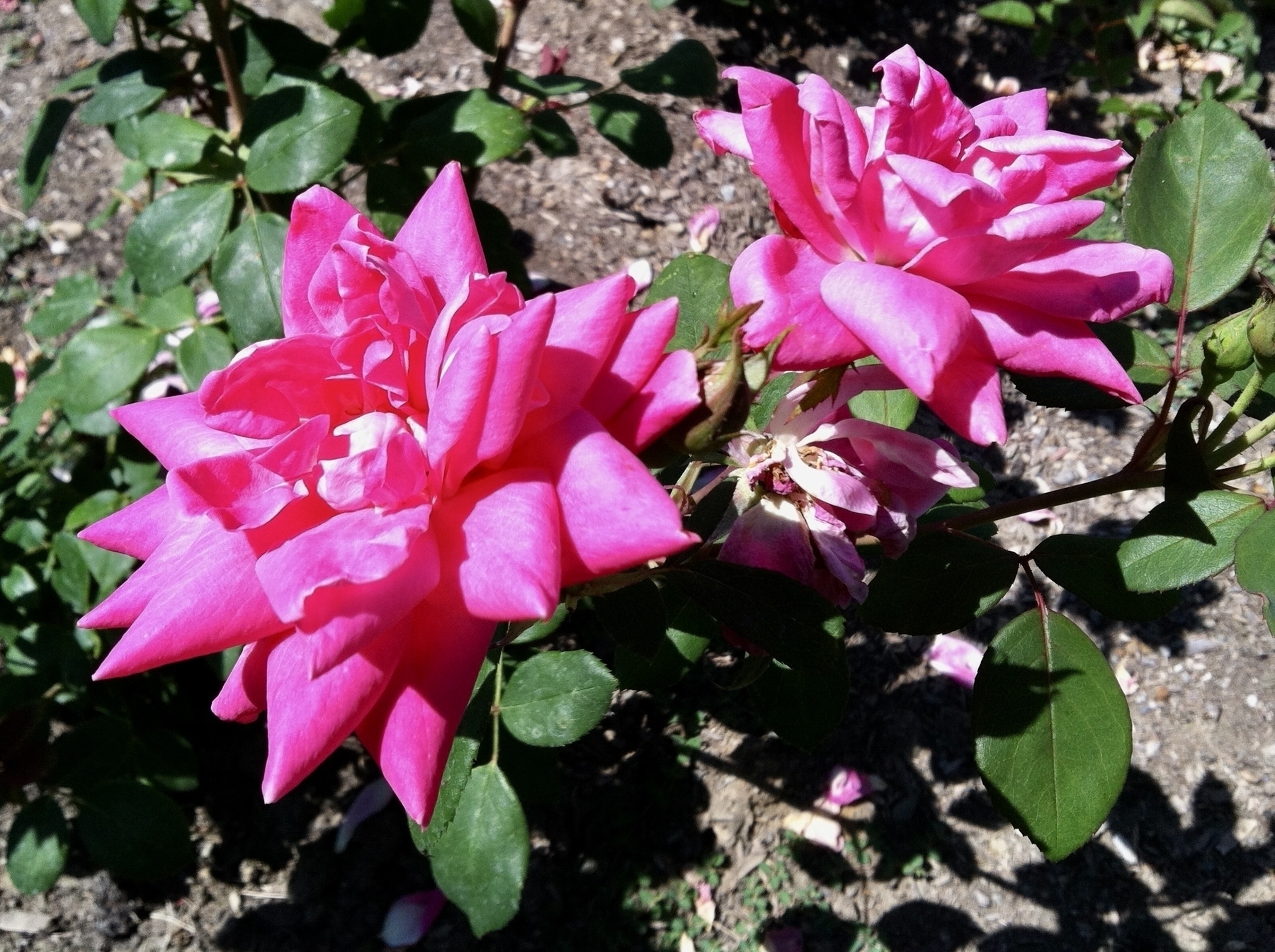 Two giant, bright pink roses with petals unfurled