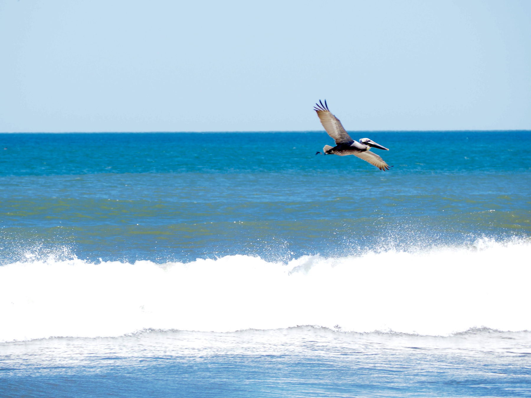 A pelican soars, wings outstretched, over a fiercely crashing wave. Brilliant white foam, deep blue sea, and sky blue horizon band the background.