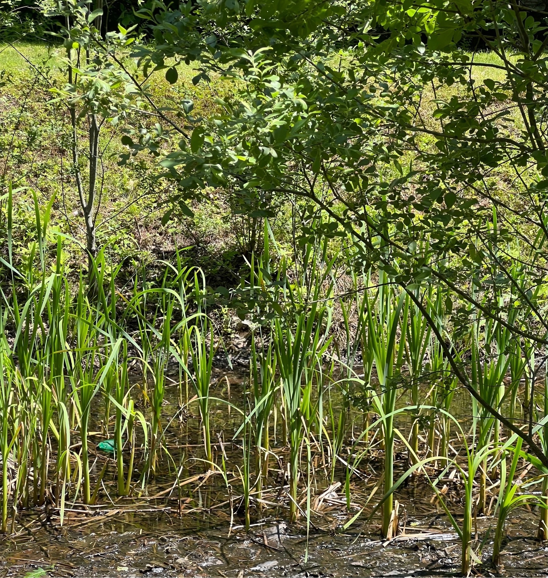 A marsh of green plants and water