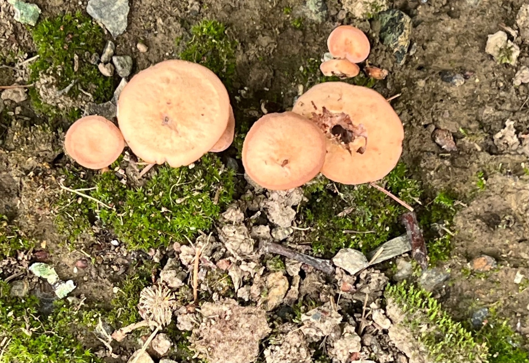 A Group of light brown mushrooms 