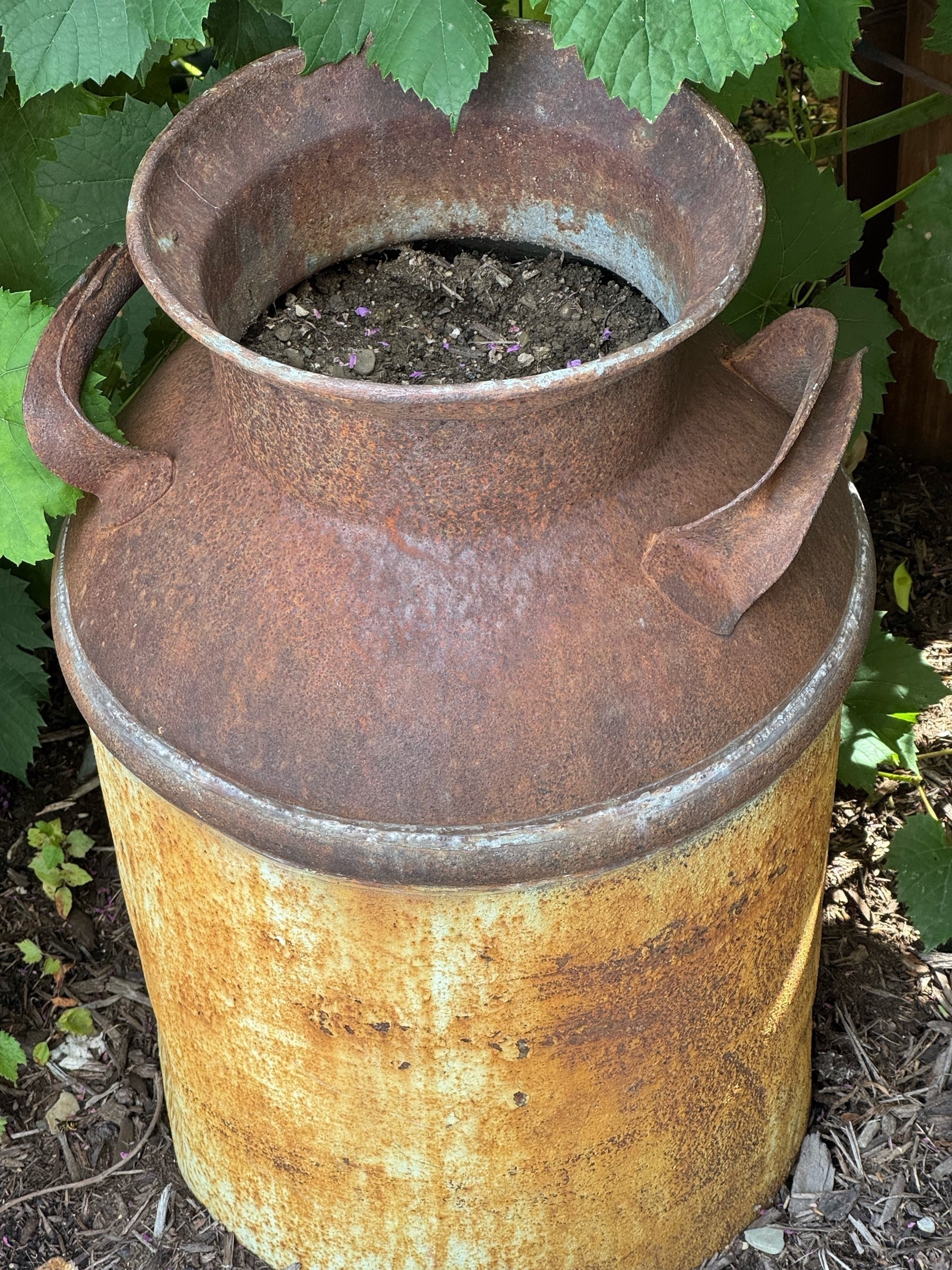 Rusty old fashion milk pail