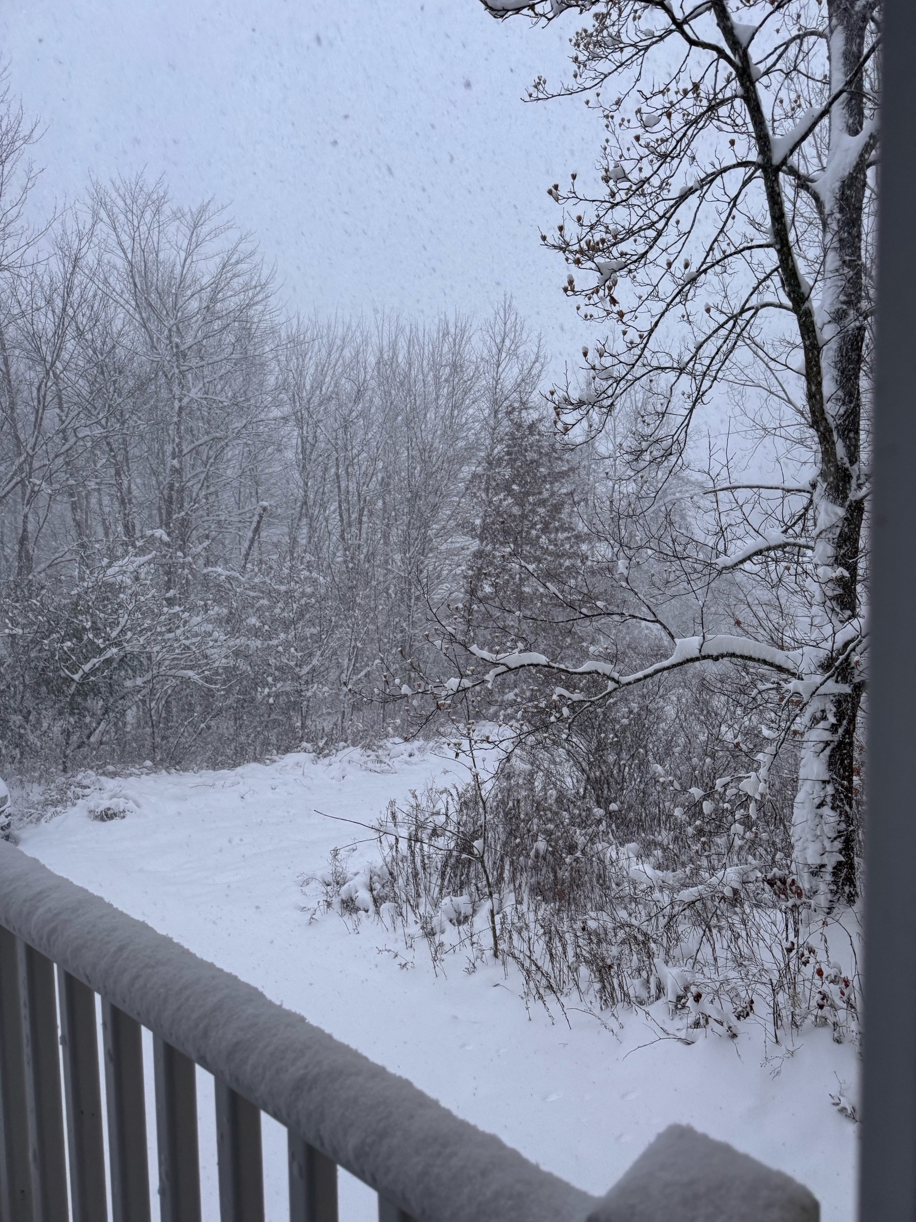 View of snow falling from sky and on trees 