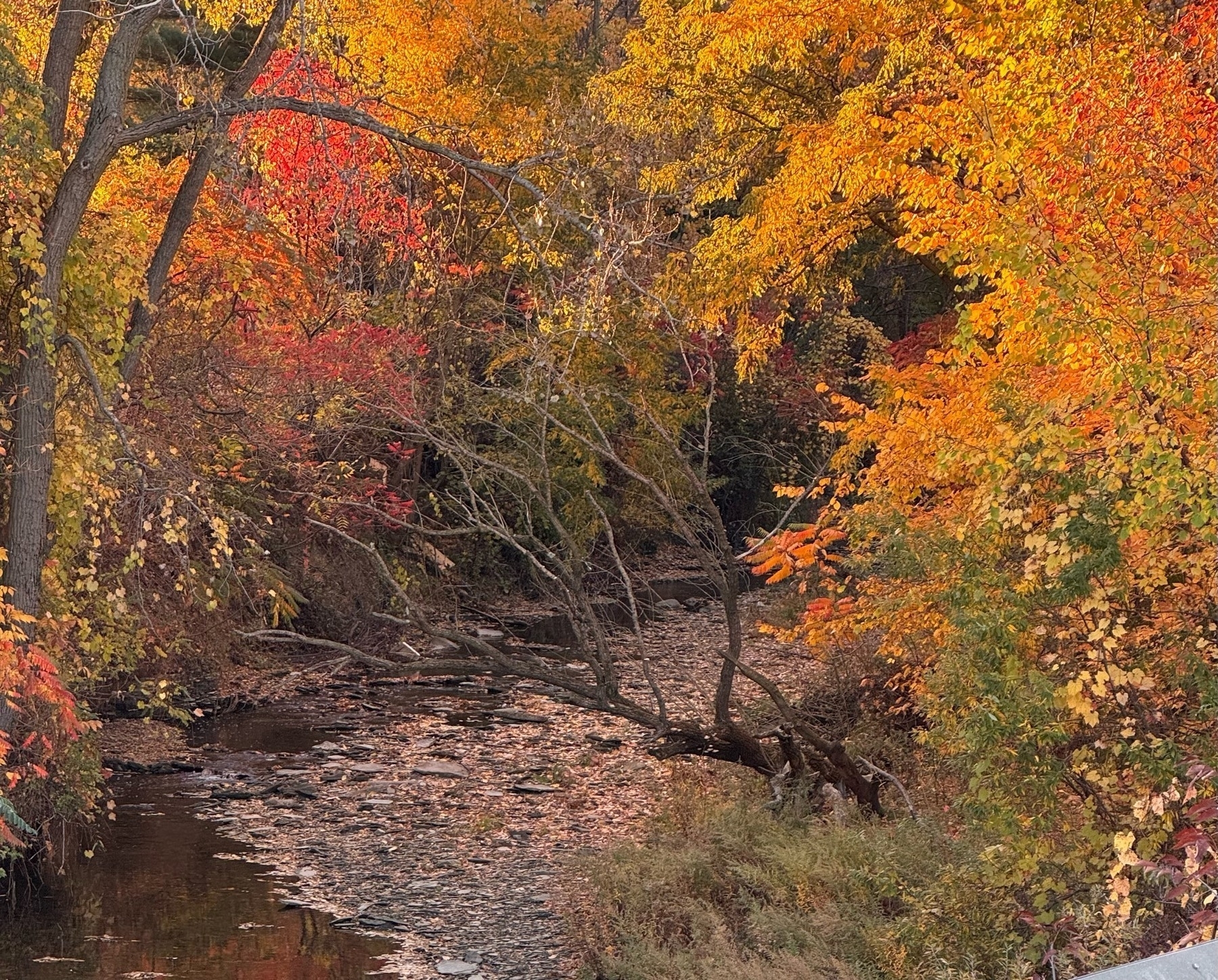 Trees with yellow and red leaves over a small stream 