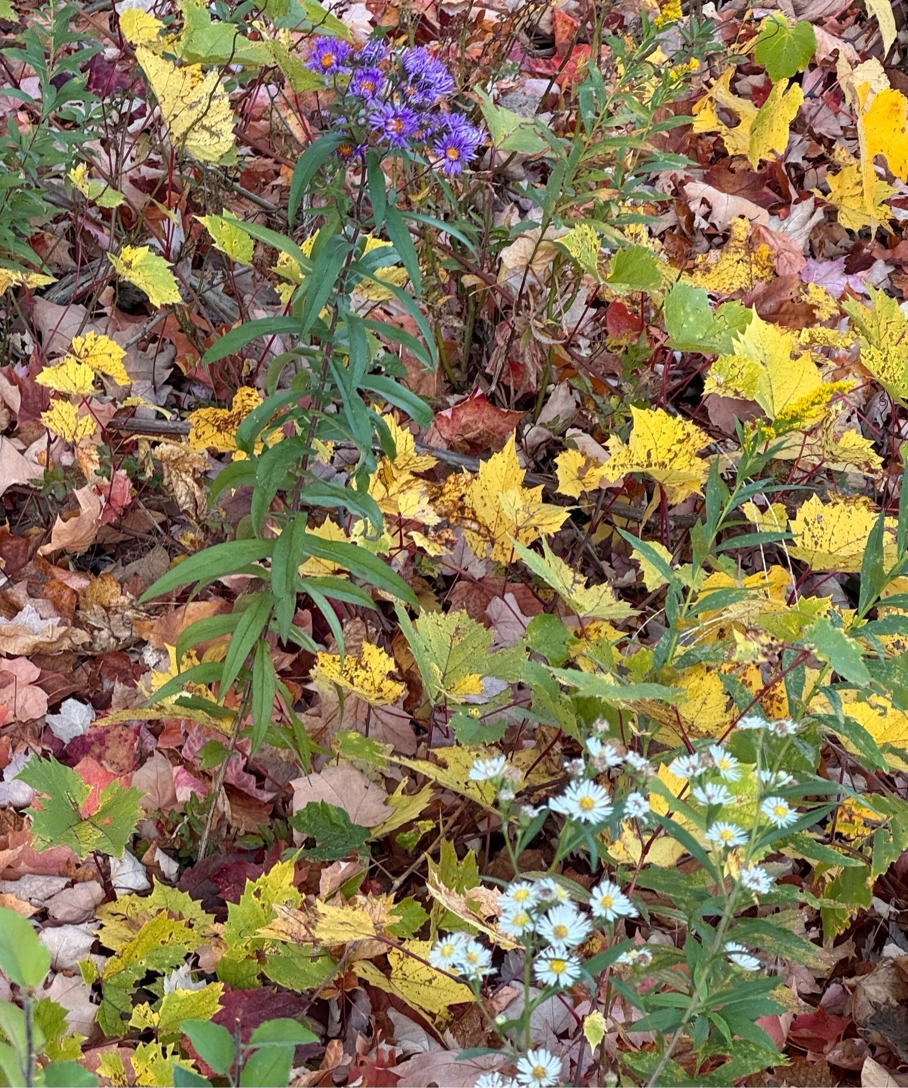 New England Aster in rear and white Heath Aster in front 