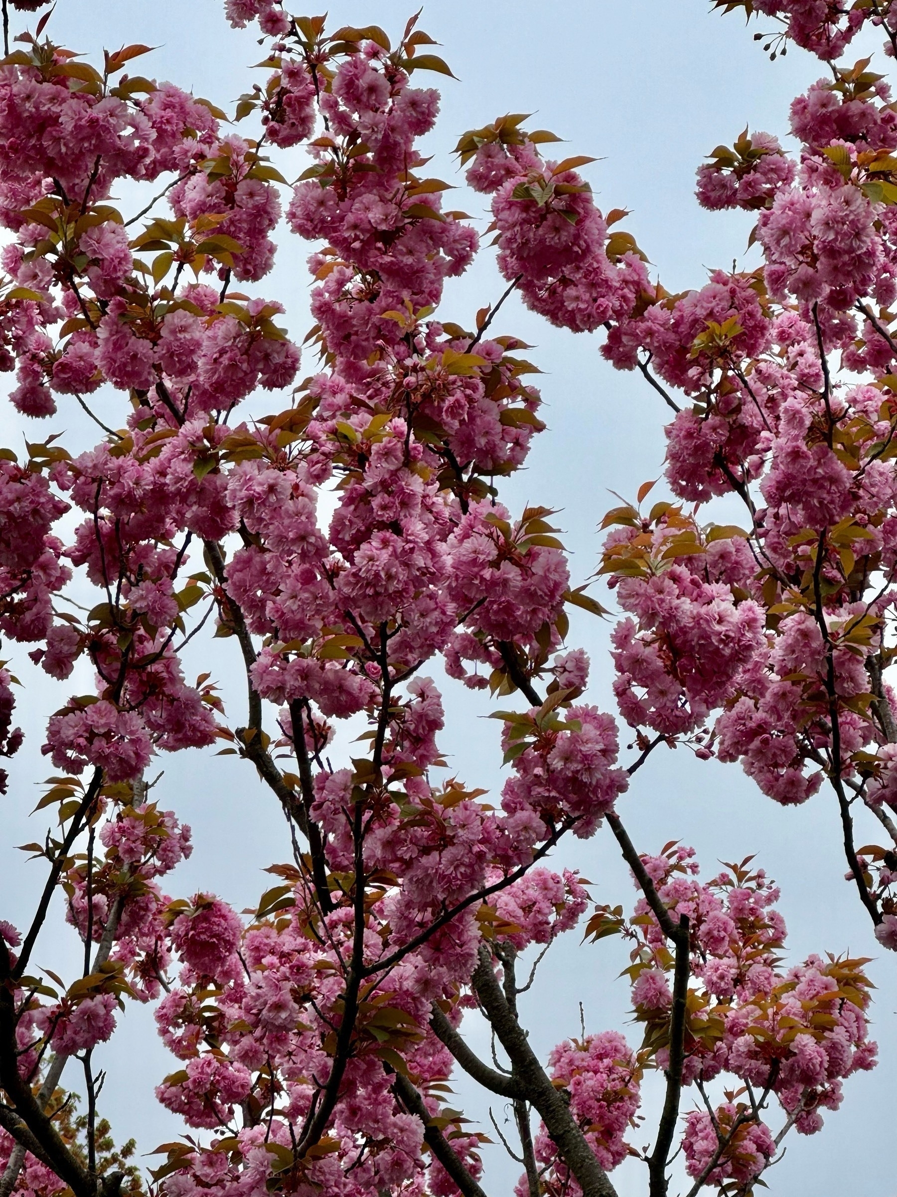 Pink blooms on a plum tree 