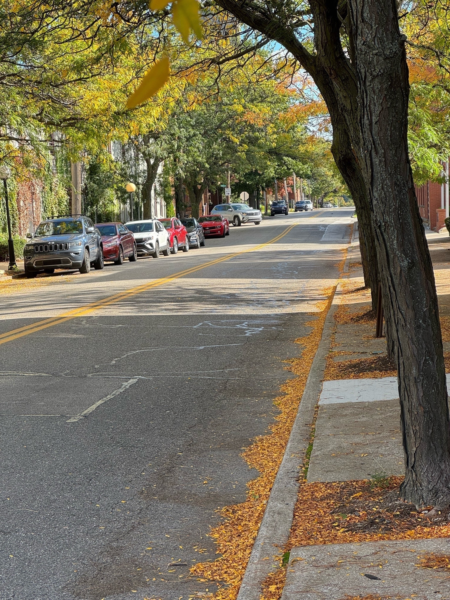 View of down a street with autumn colors hanging over it 