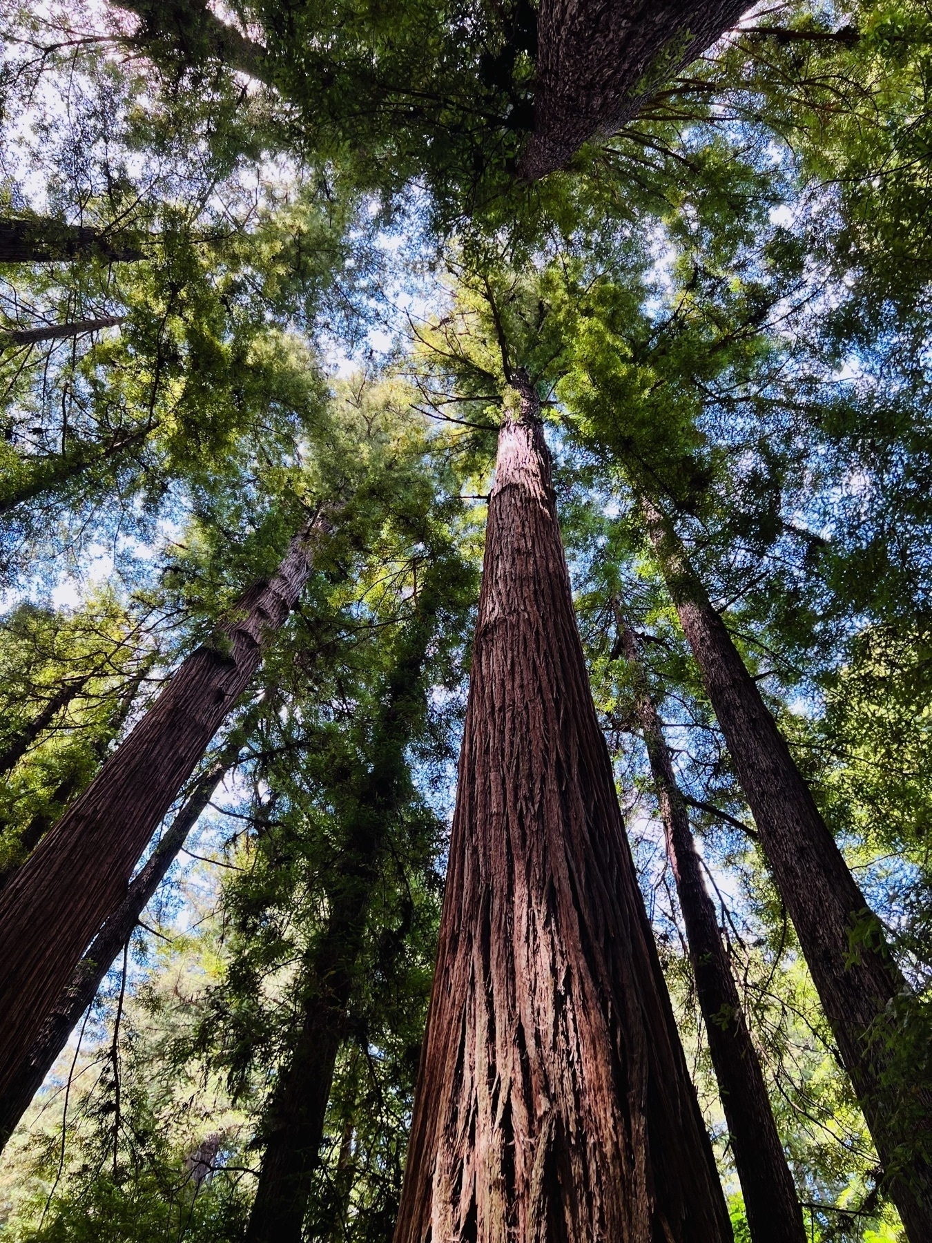 Redwood trees at Harry Cowell redwoods state park