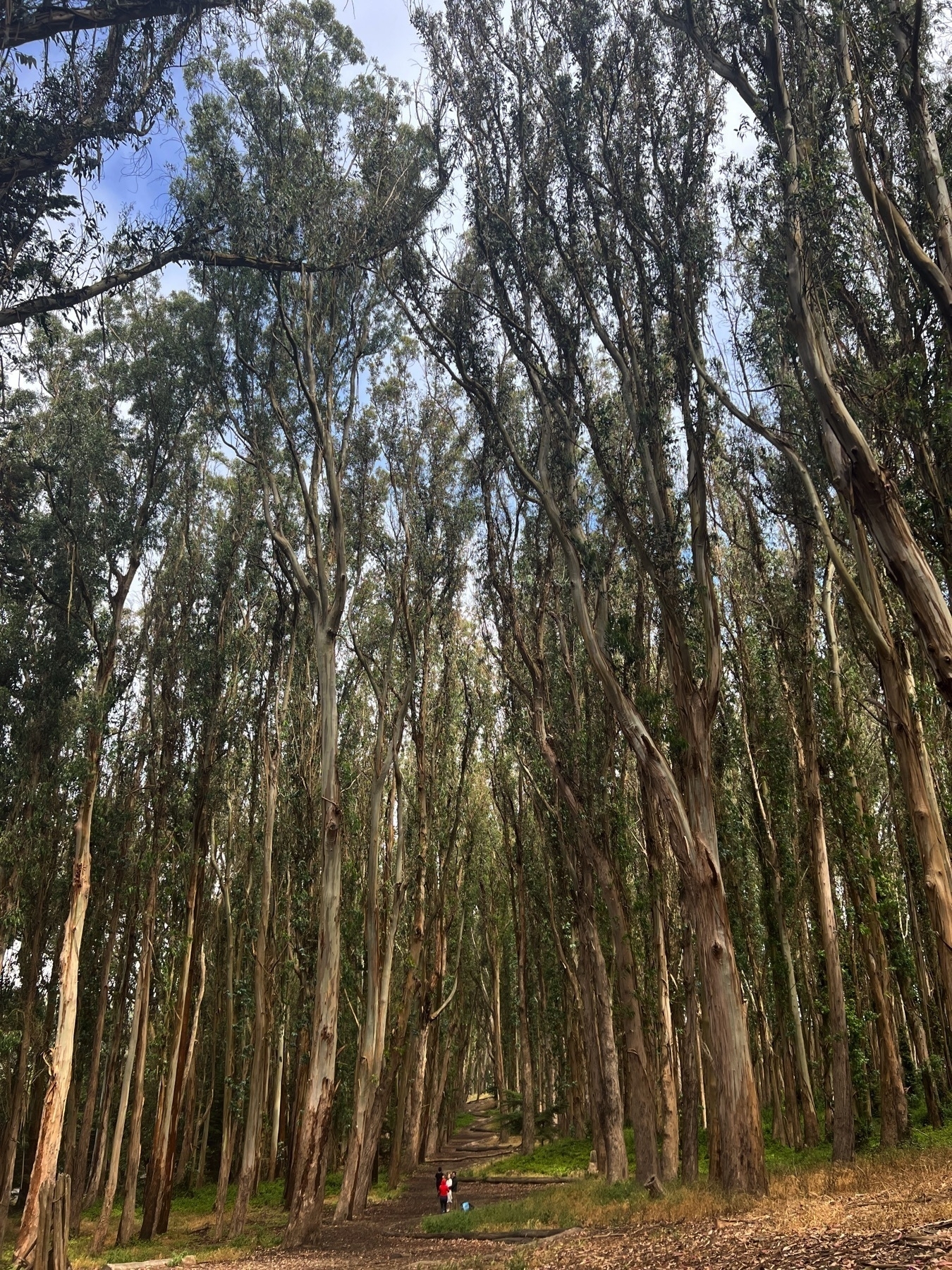 eucalyptus trees along lovers lane in the Presidio Park of San Francisco