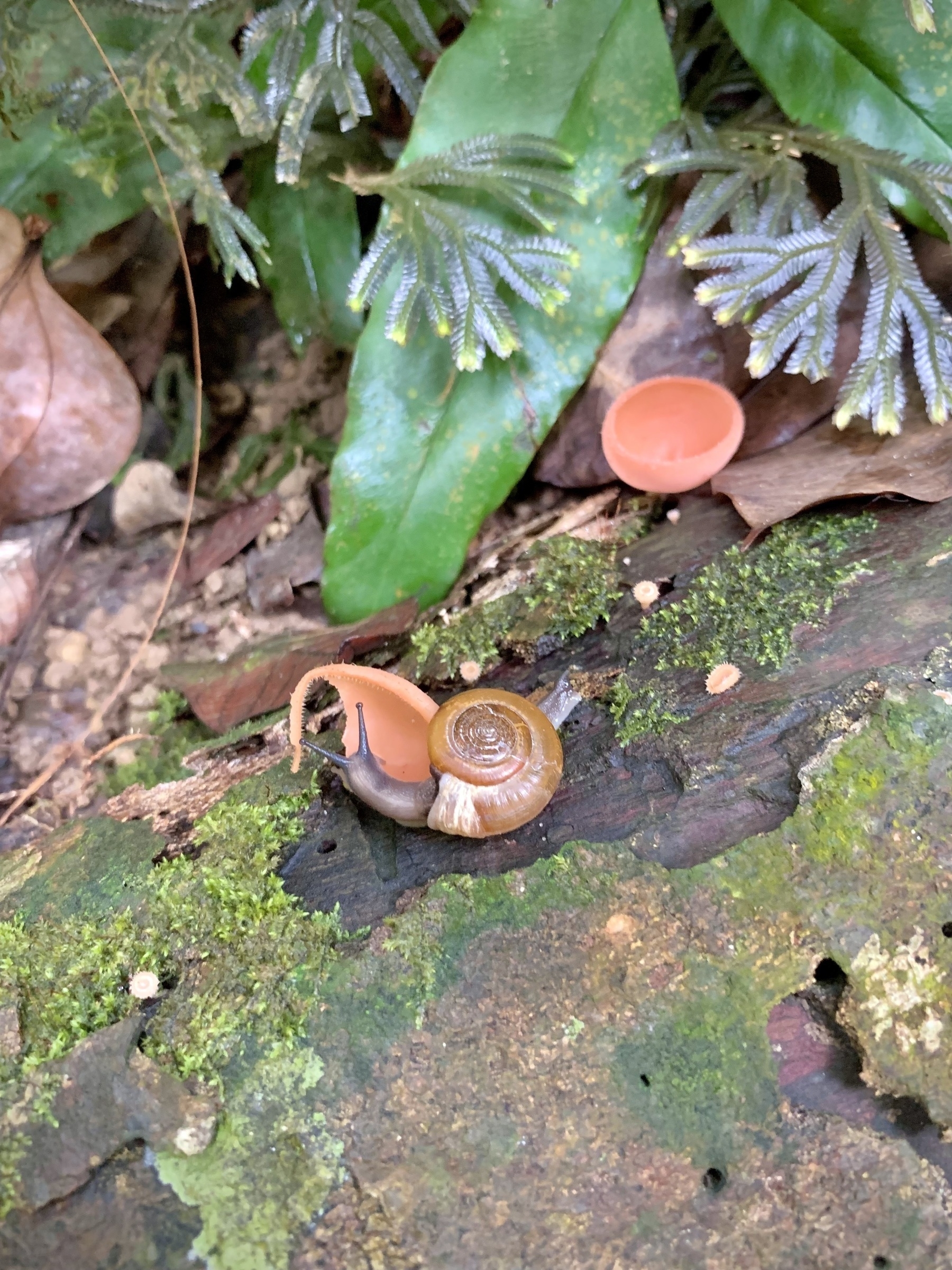 A snail is on a piece of log, eating a mushroom growing on the log
