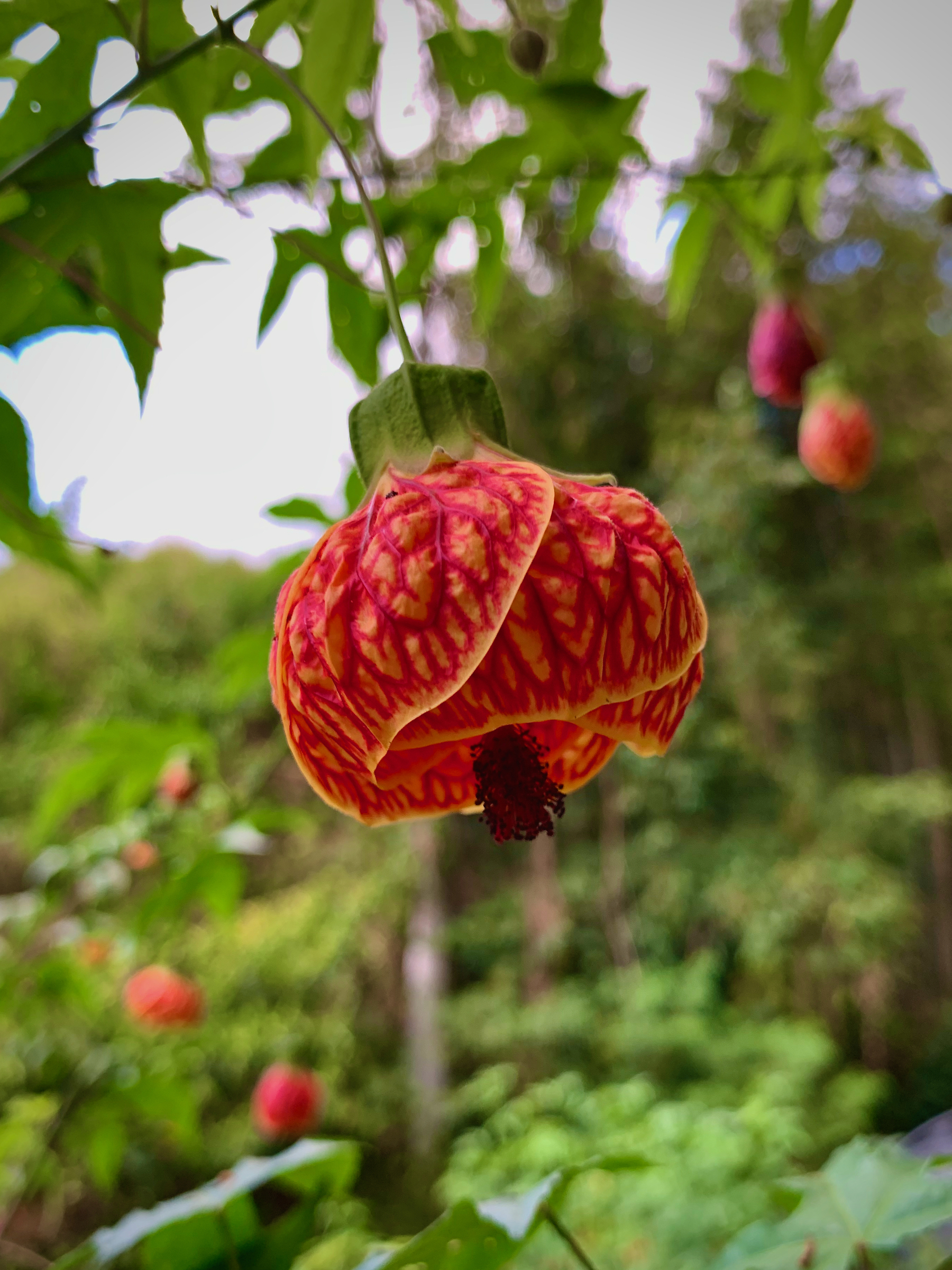 A flower of the Red vein flowering maple plant, which looks like a red bulb hanging down