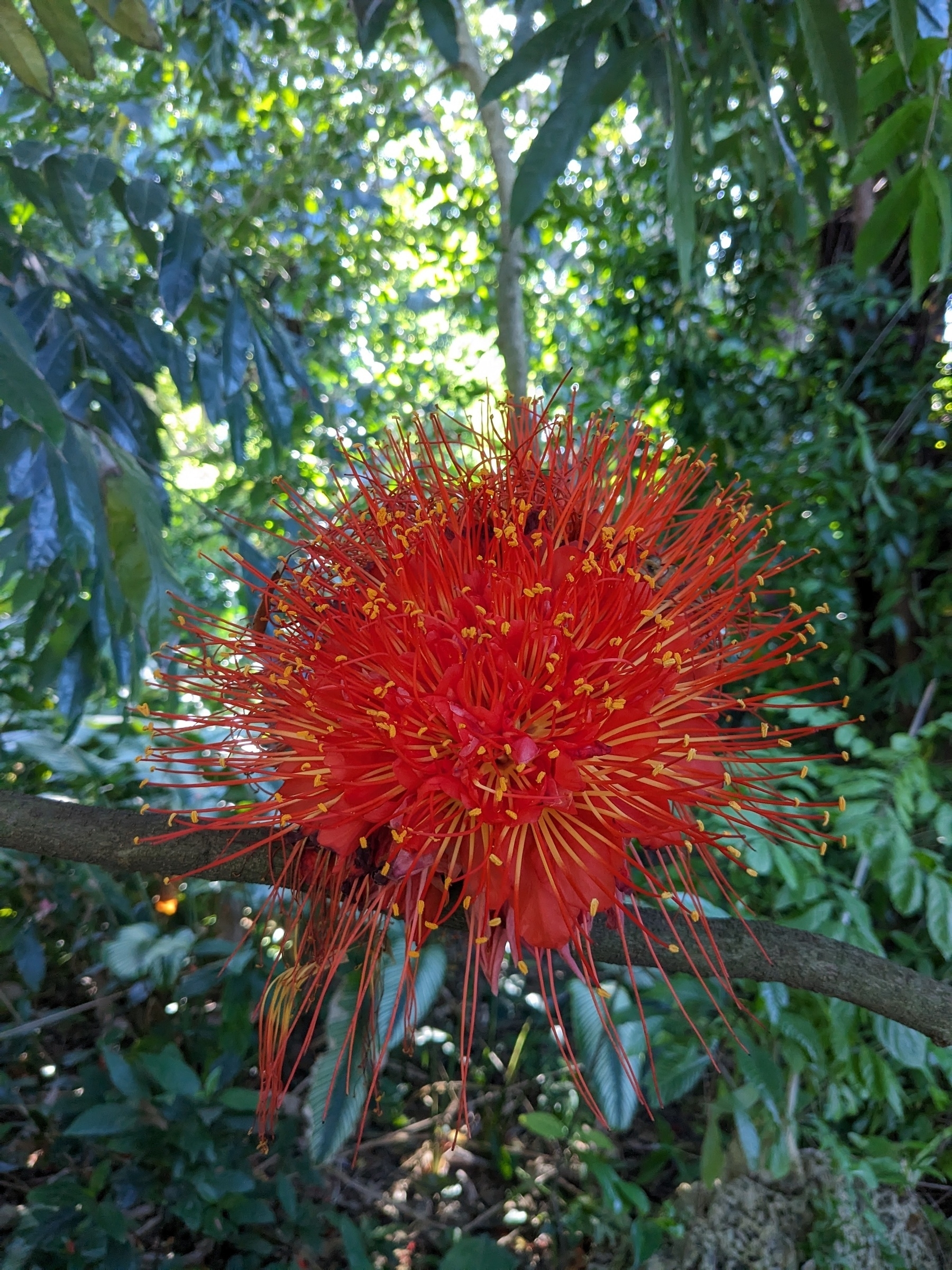 Brownea macrophylla flower