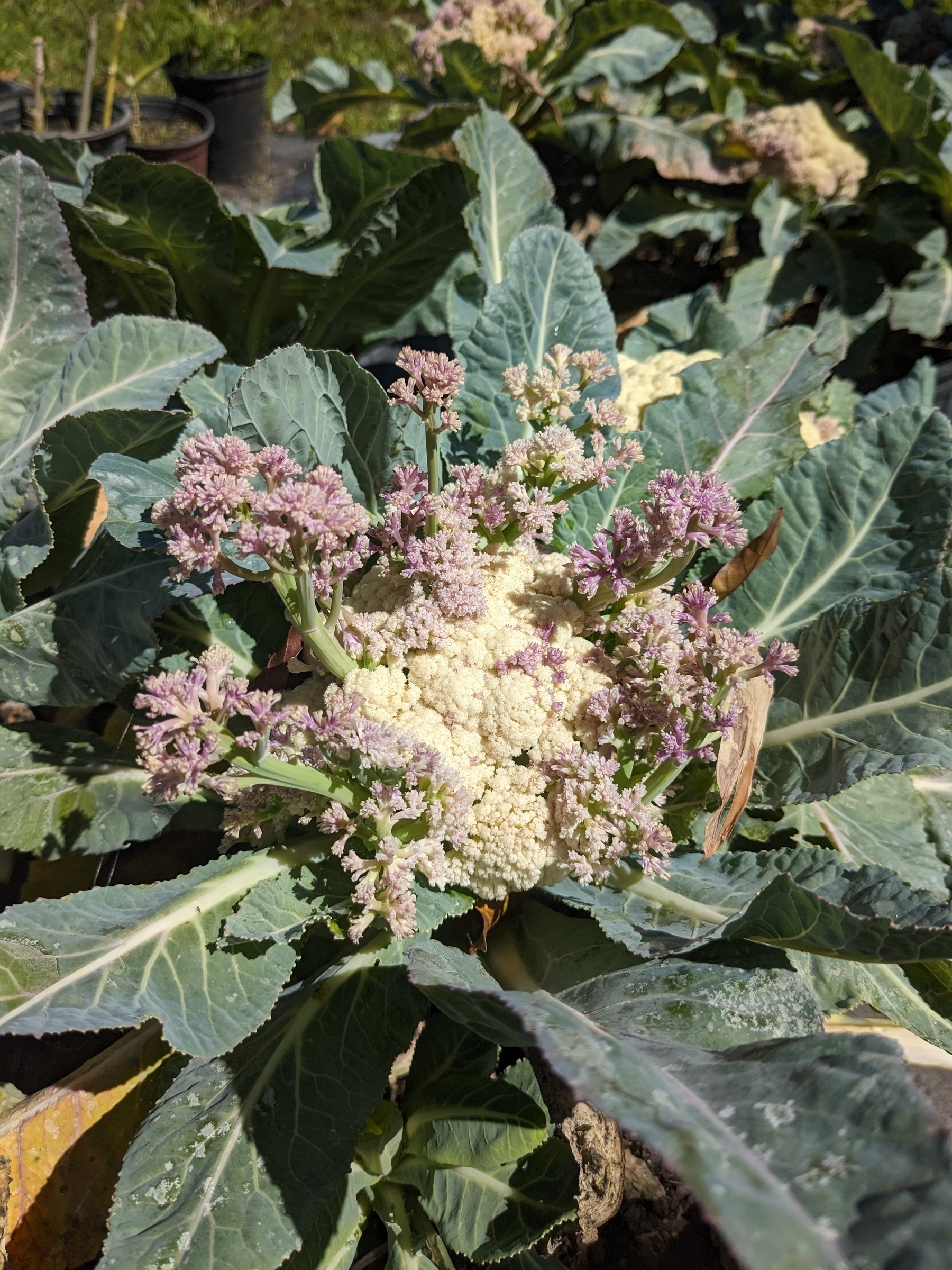 Cauliflower flowers