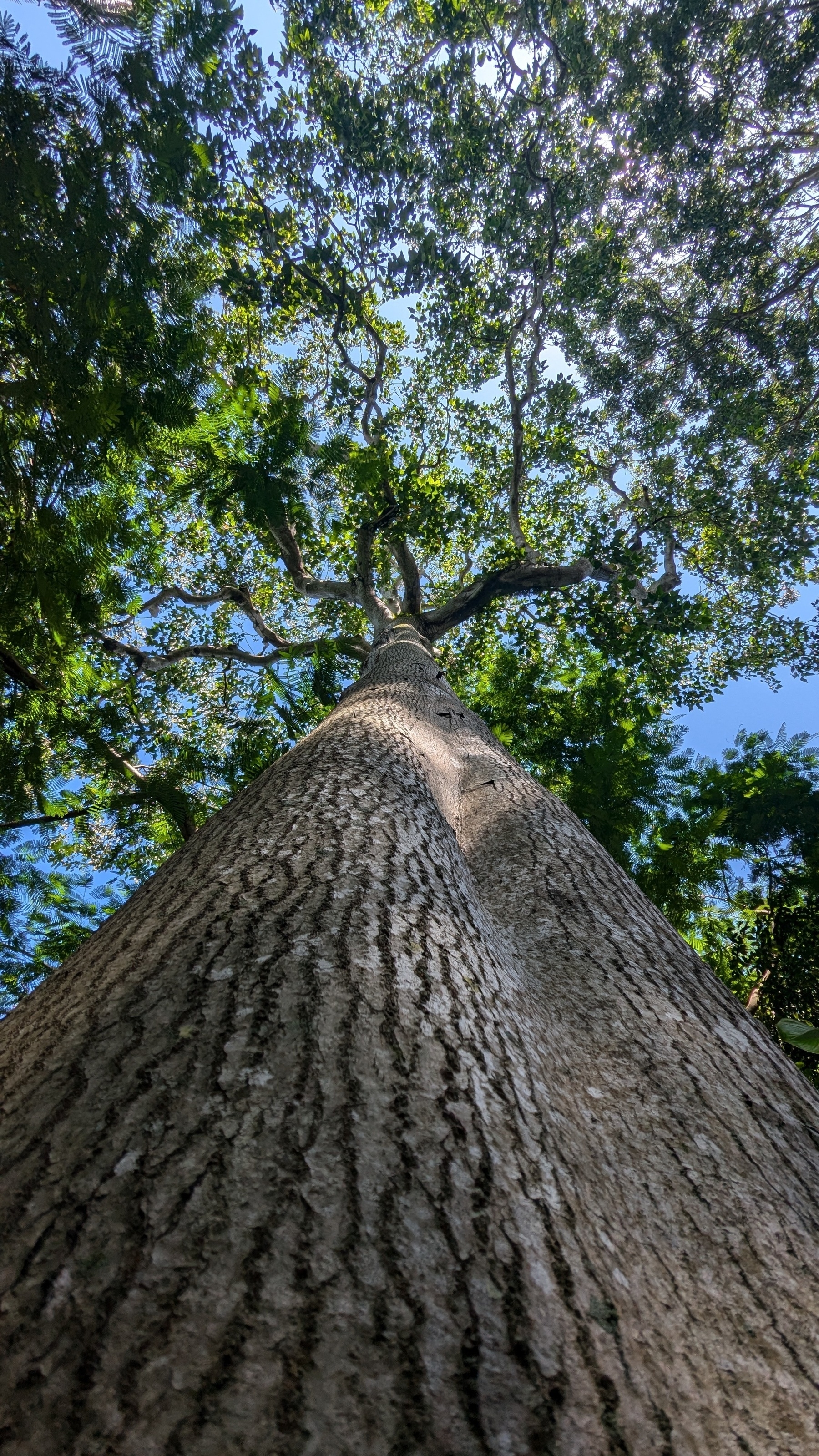 Kukui Nut Tree&10;Alurites moluccanus