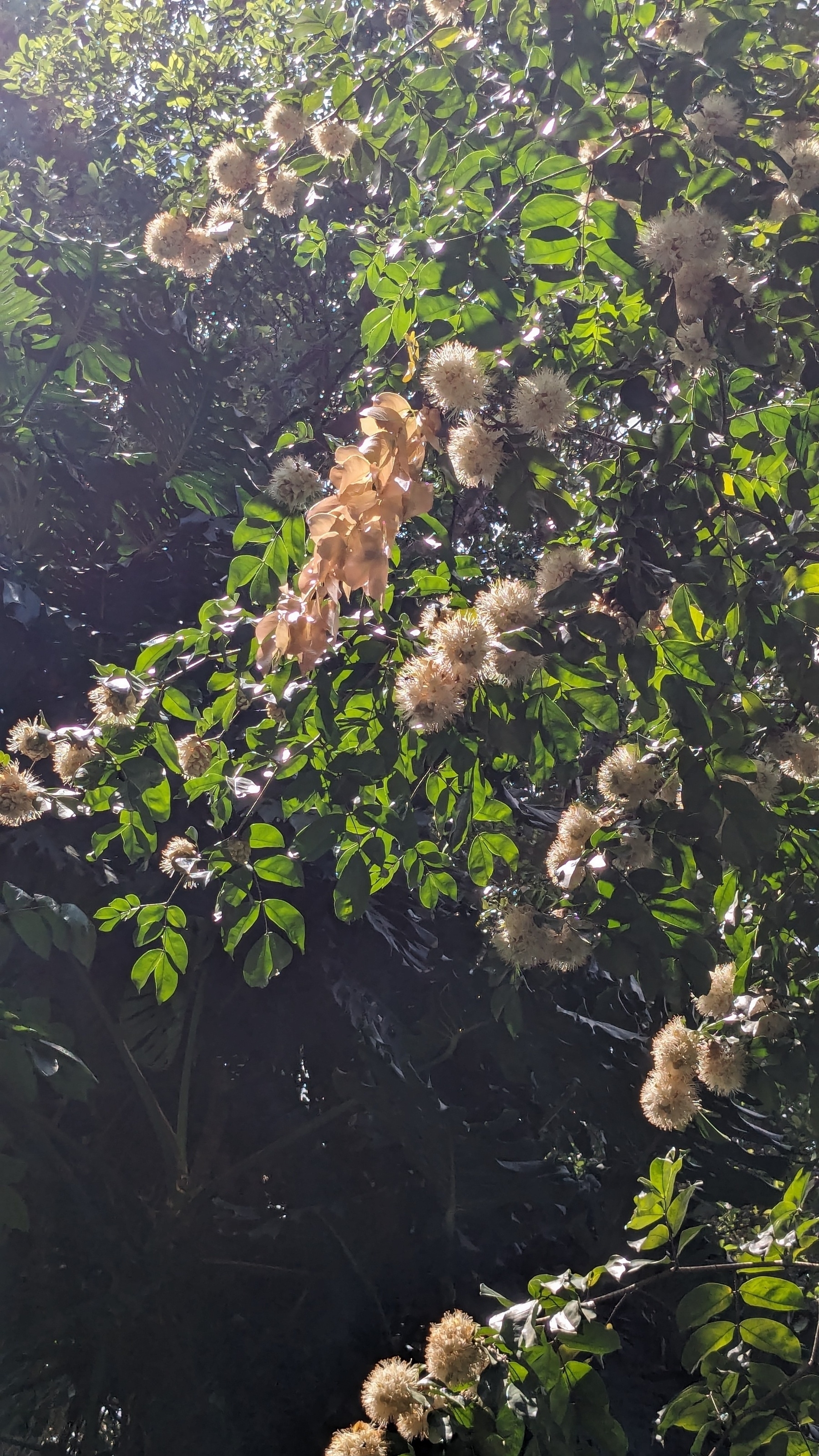 Cynometra browneoides flowers