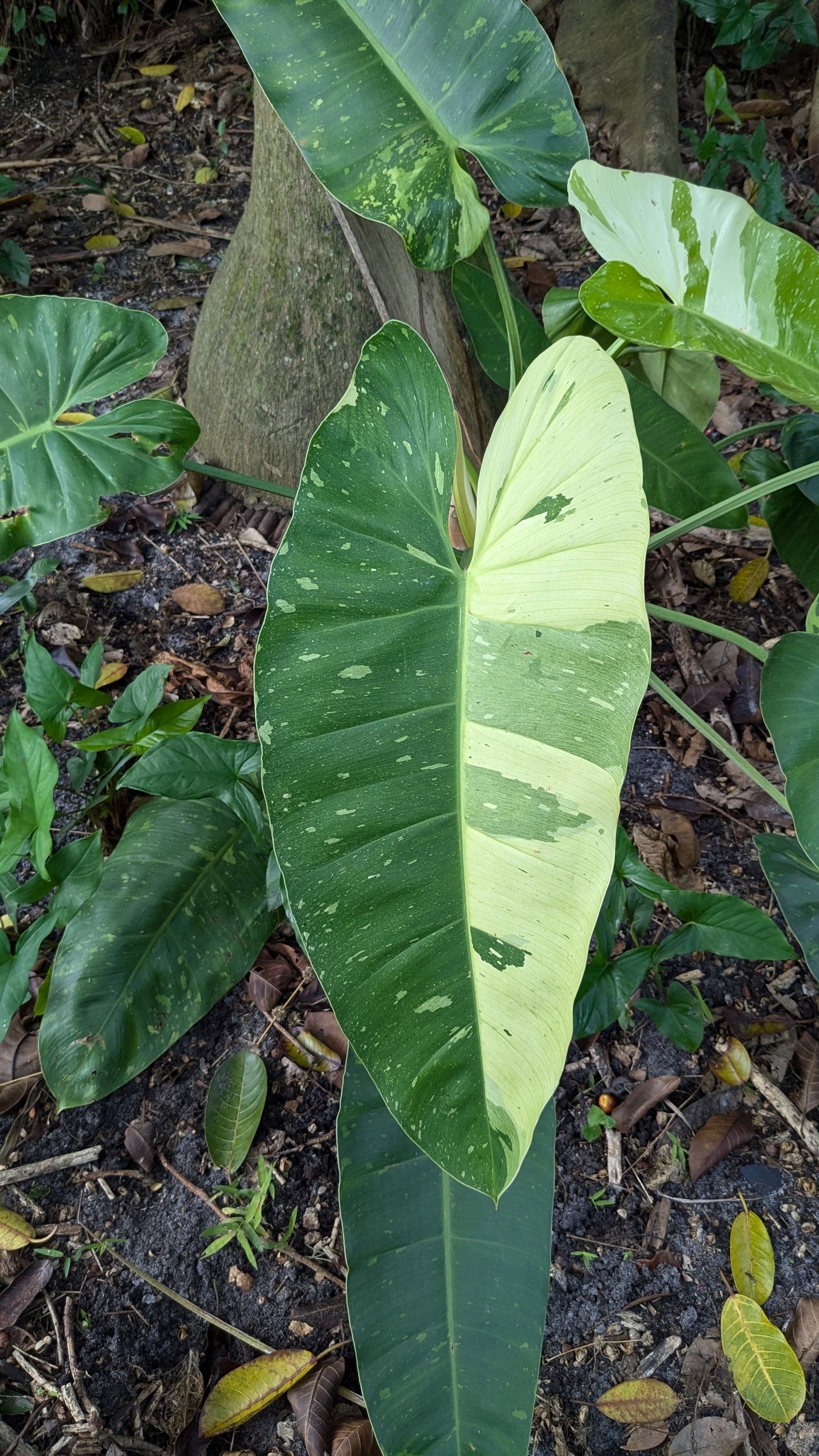 Philodendron 'Jose Bueno'