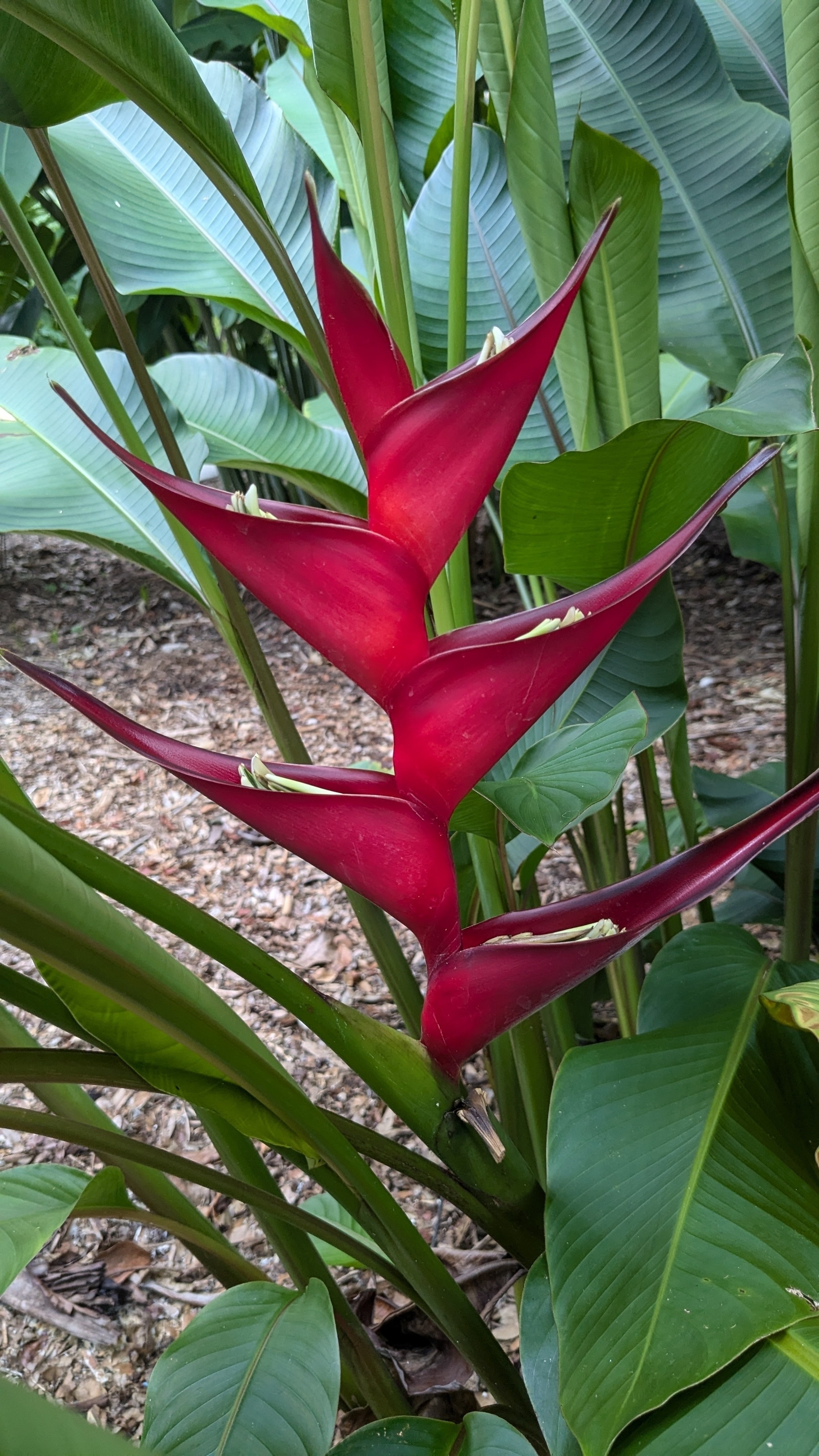 Heliconia 'Sunrise dwarf'