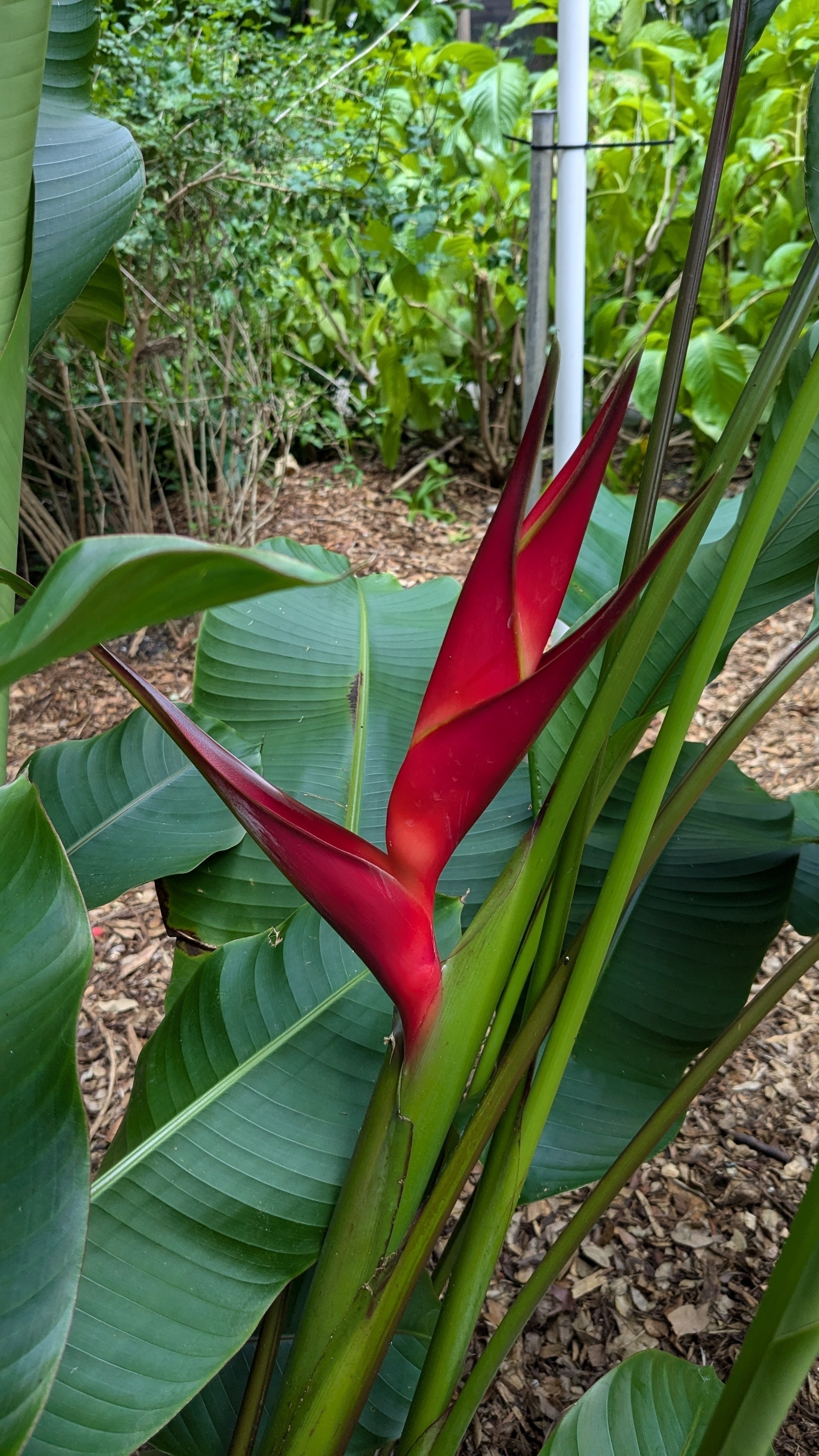 Heliconia 'Sunrise Dwarf'