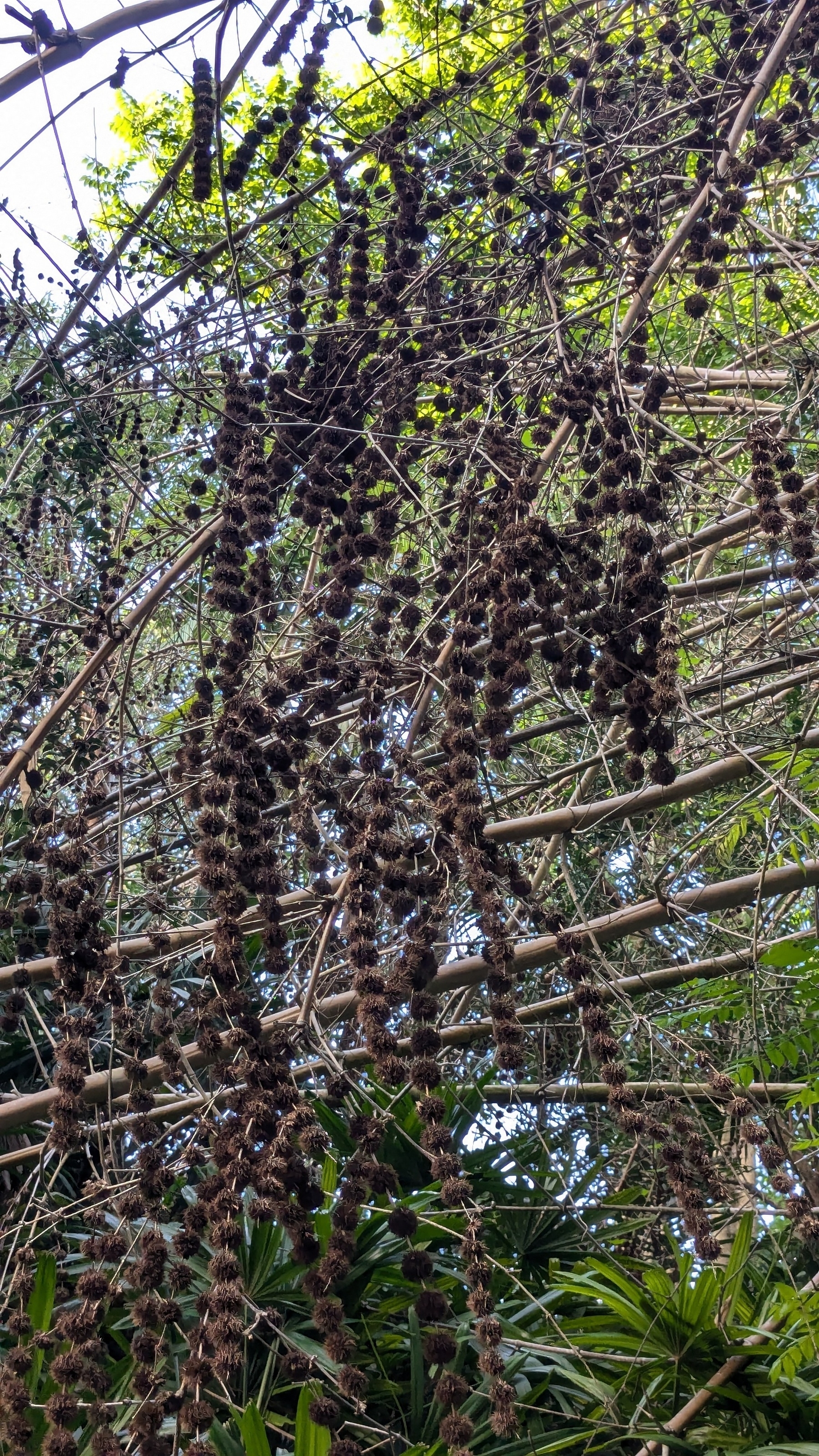 Bamboo seeds