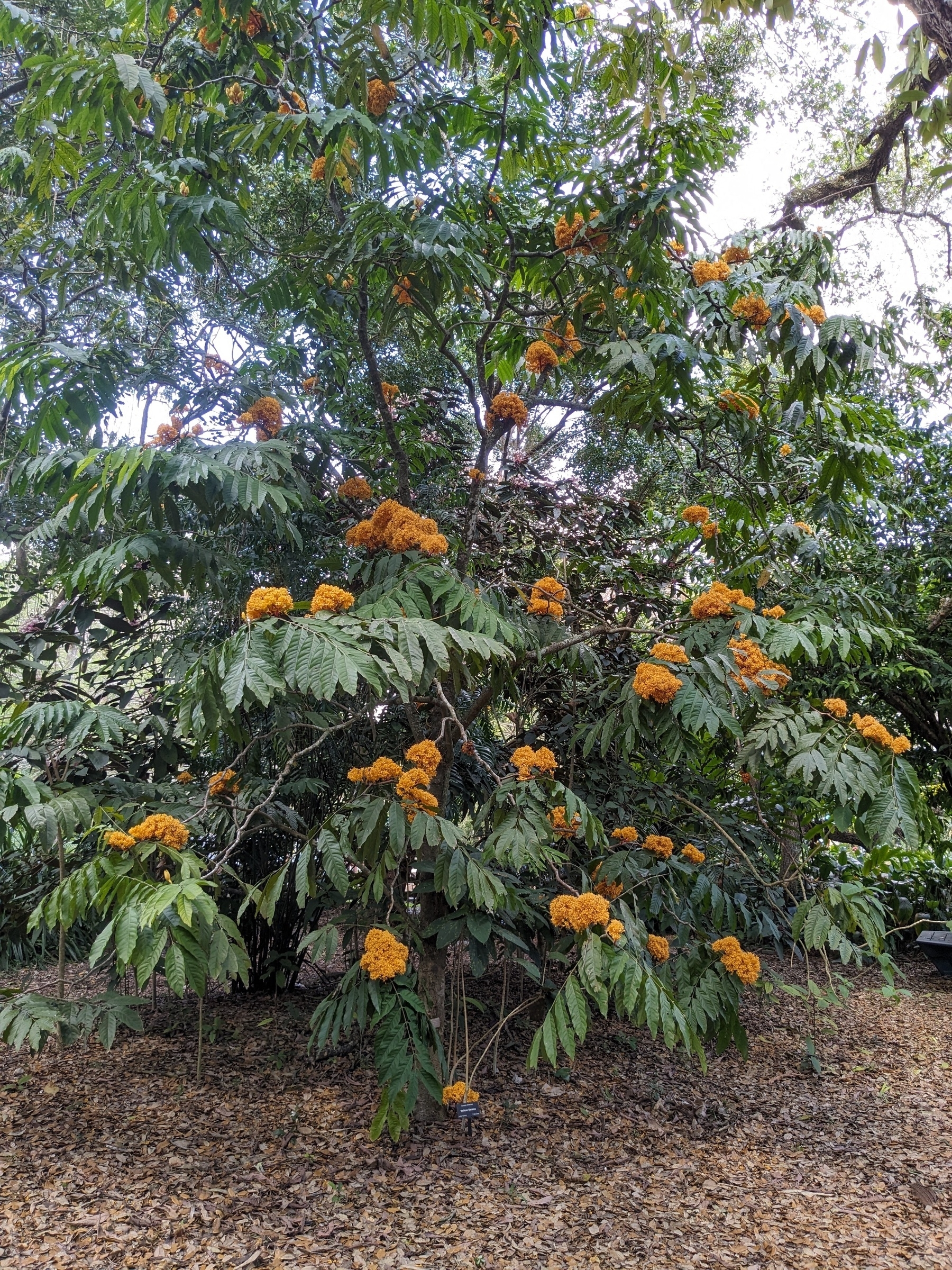 Yellow Saraca tree