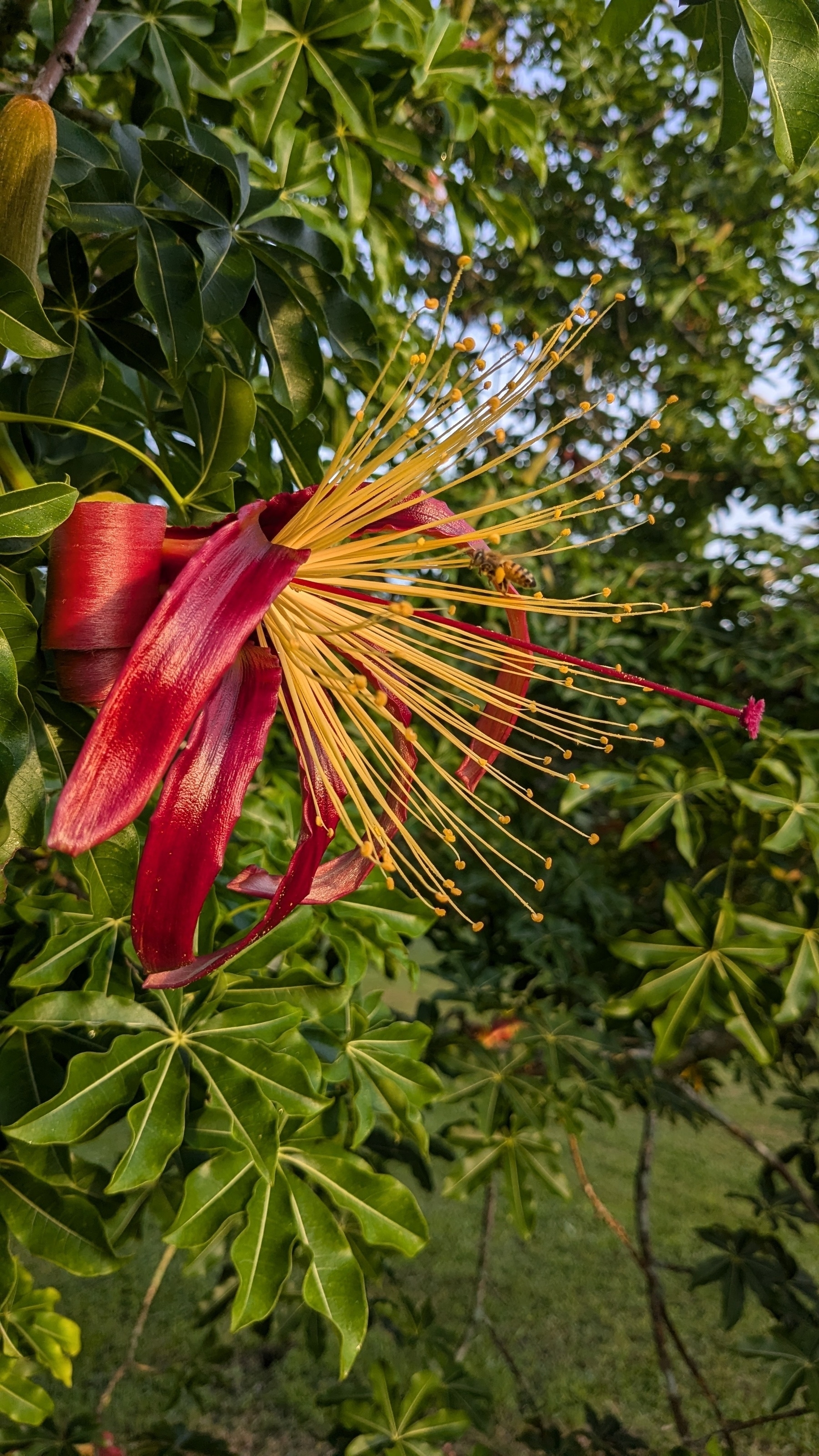 Honeybee on Baobab flower