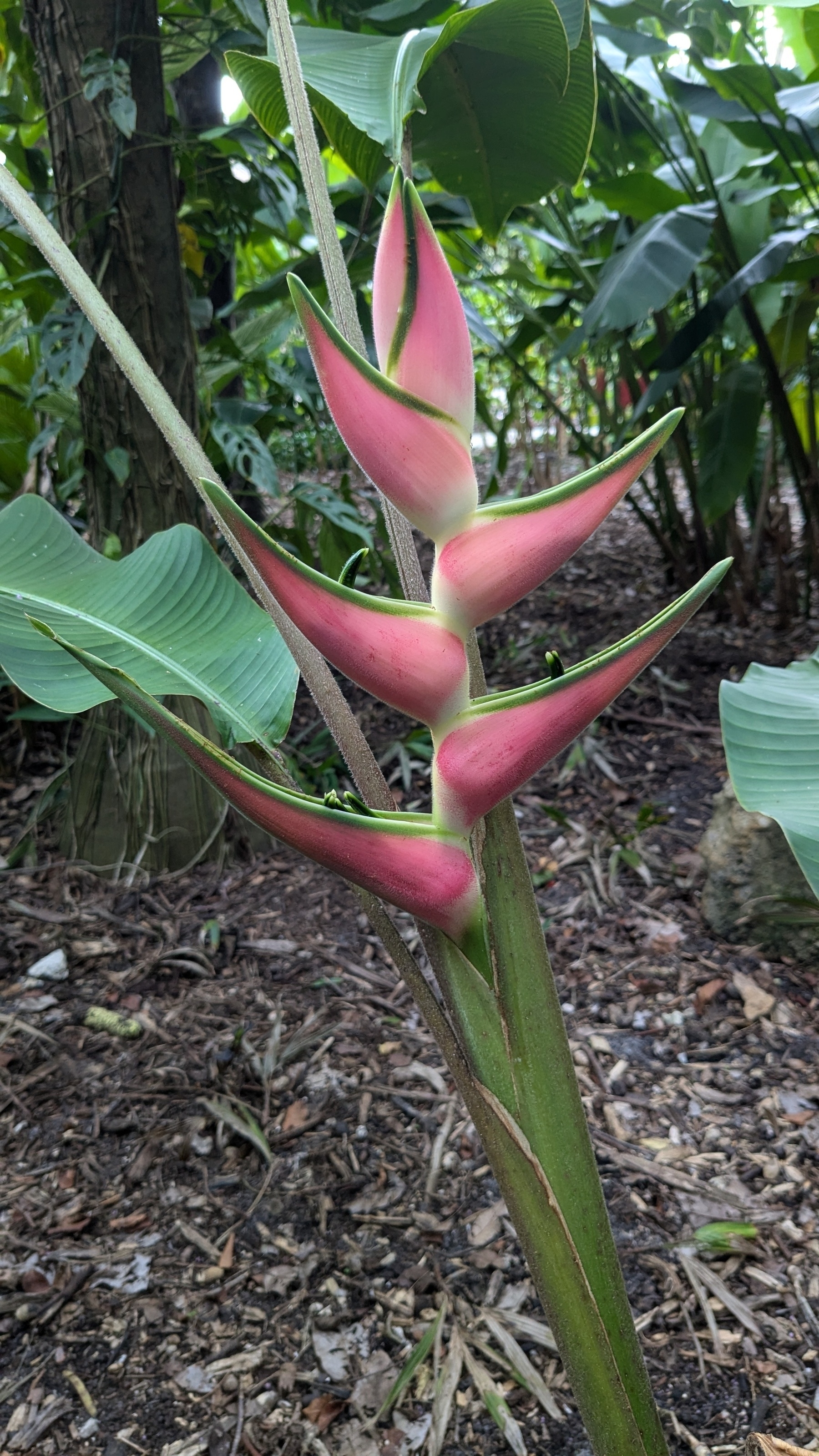 Heliconia 'Pink Eden'