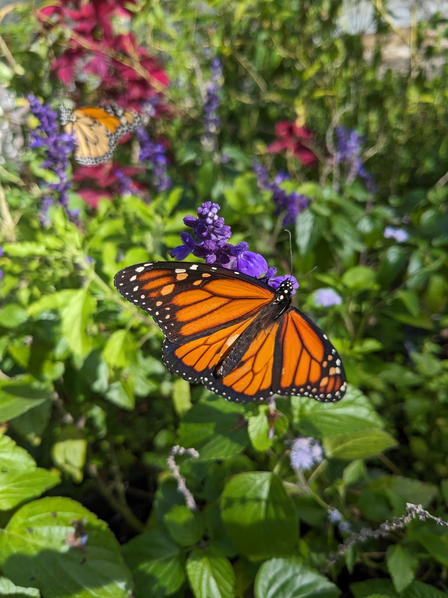 Monarch butterfly