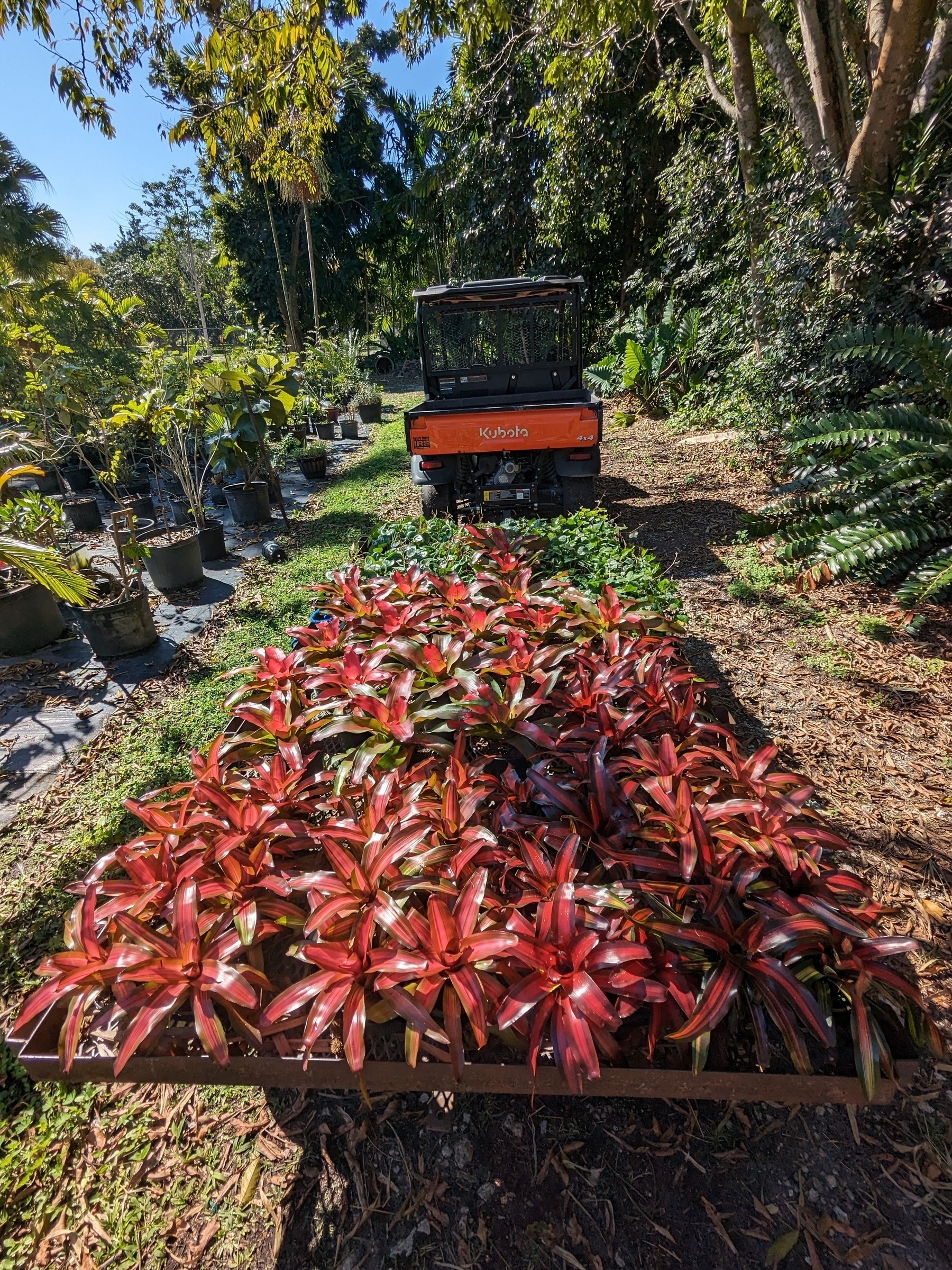 Foliage plants on a nursery cart