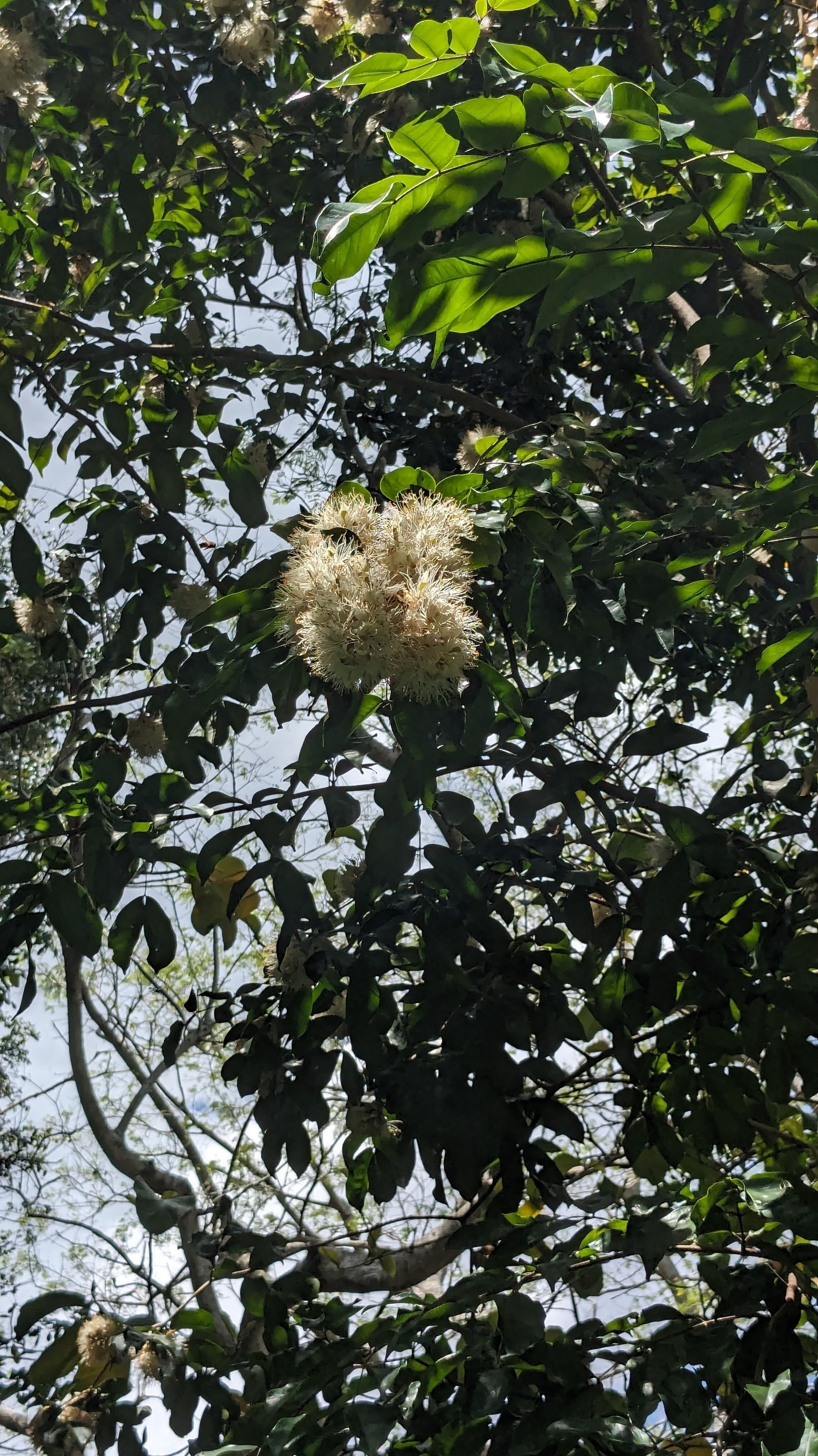 Cynometra browneoides flowers