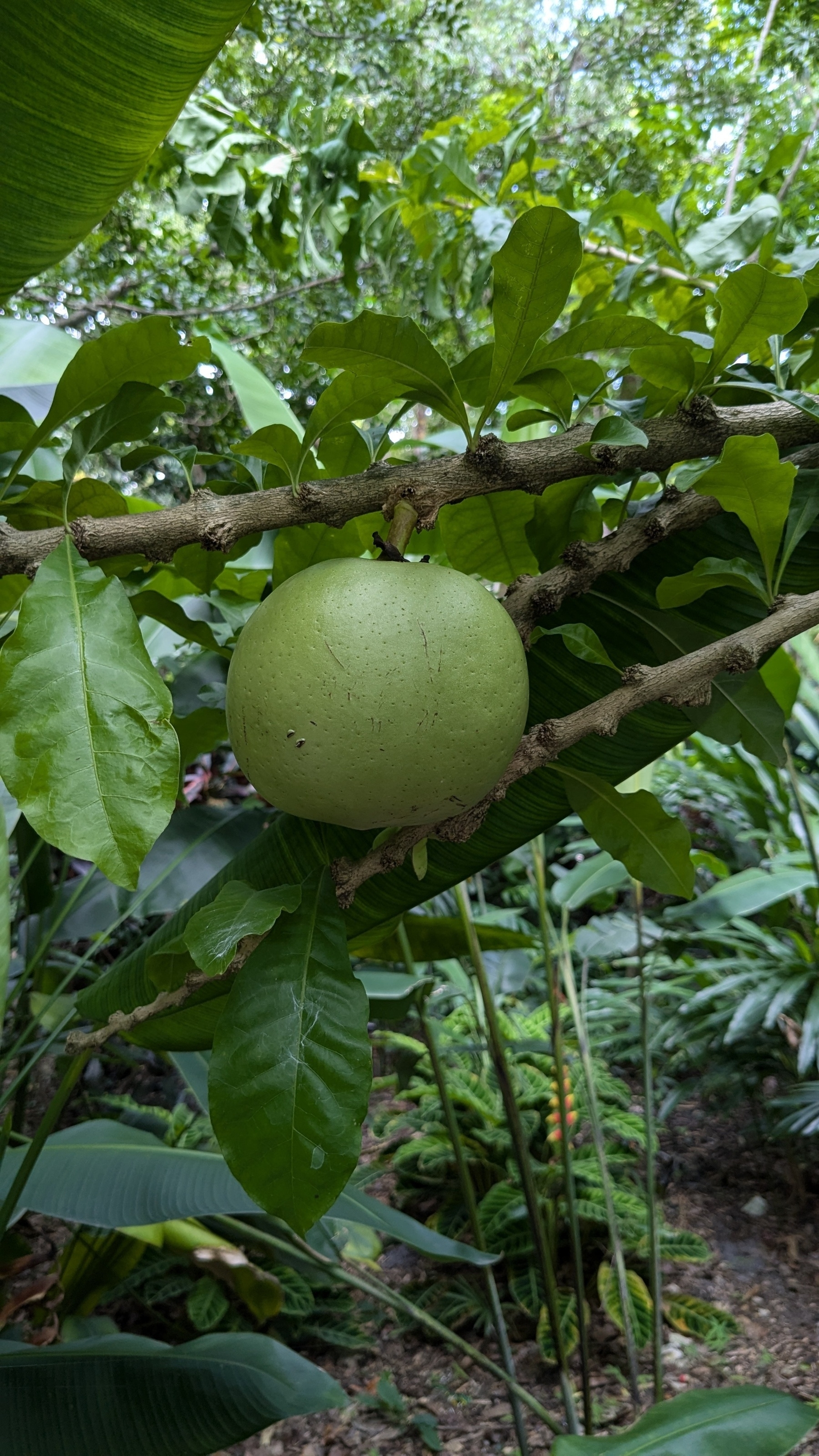 Calabash Tree Fruit&10;Cresentia cujete&10;