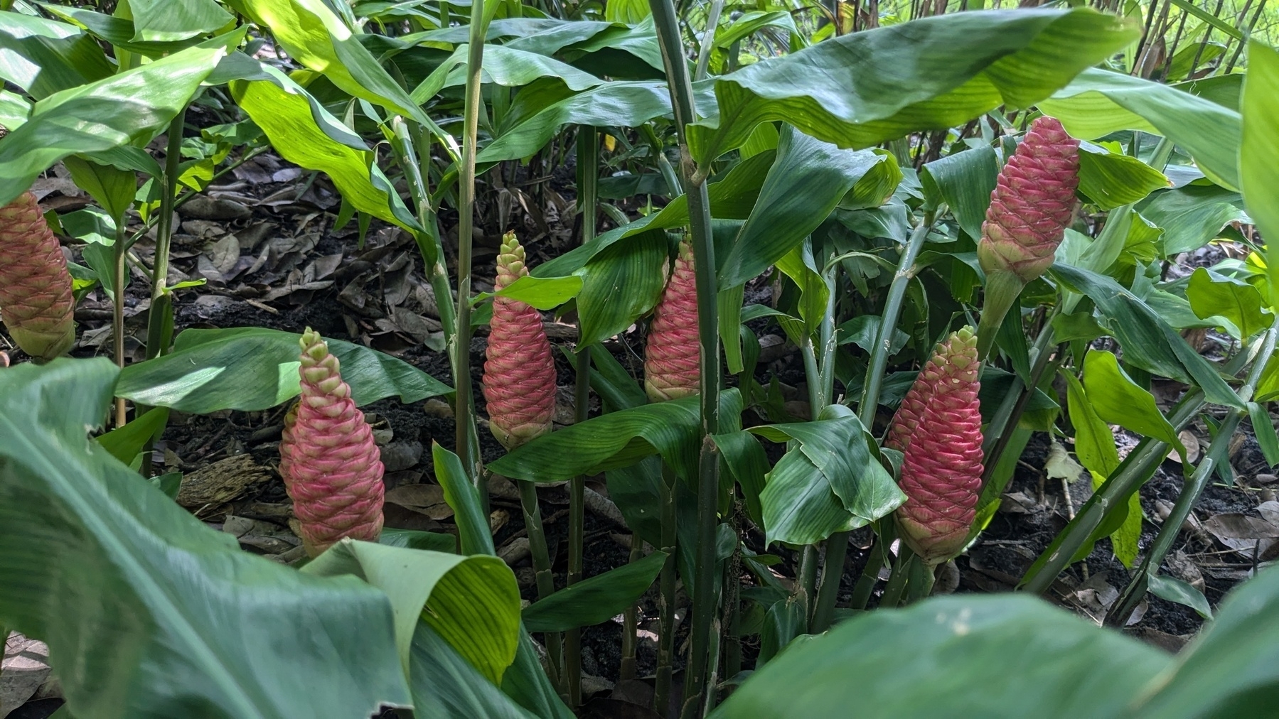 Alpinia galanga flowers.