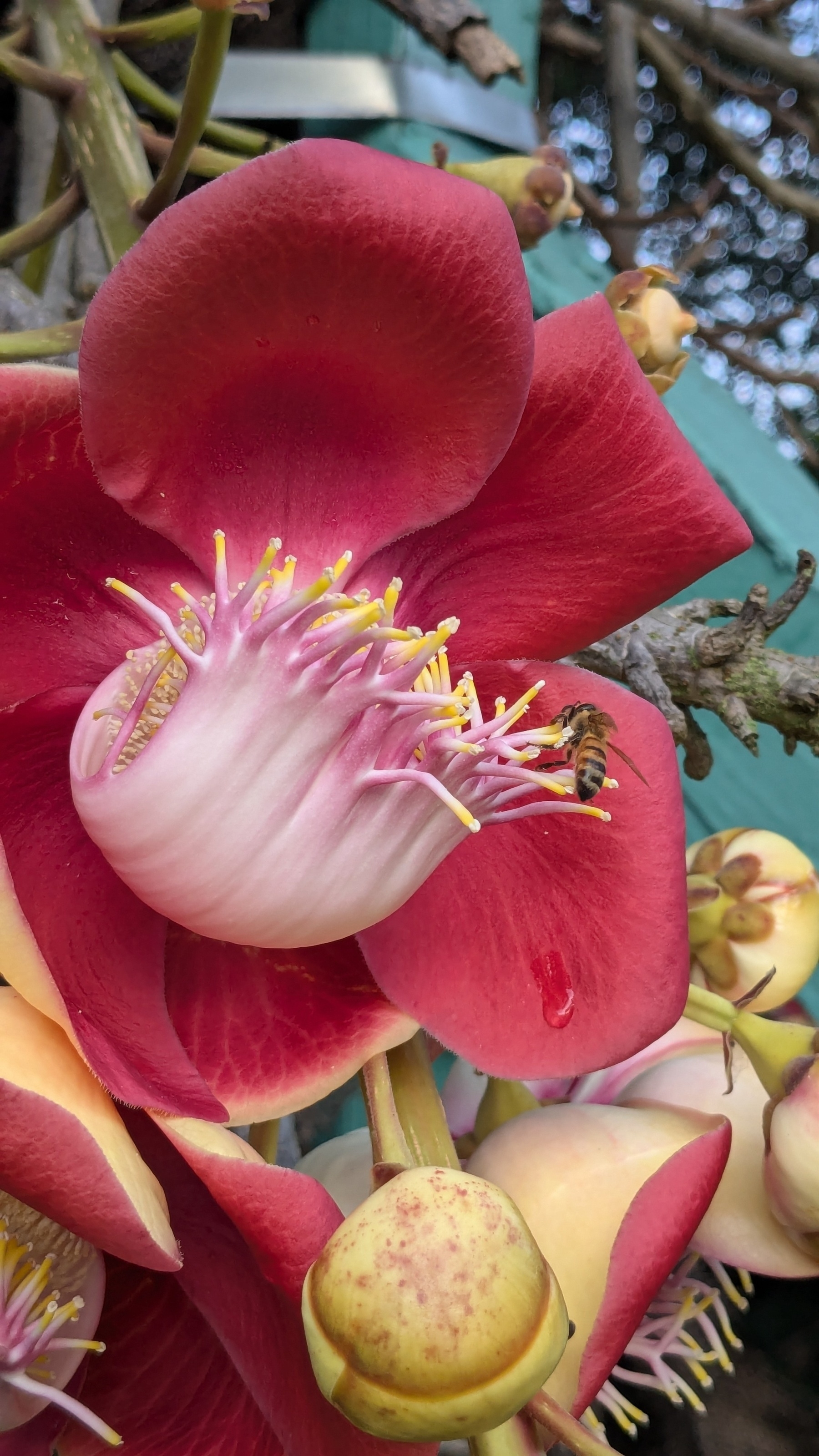 Honeybee on Cannonball Tree flower