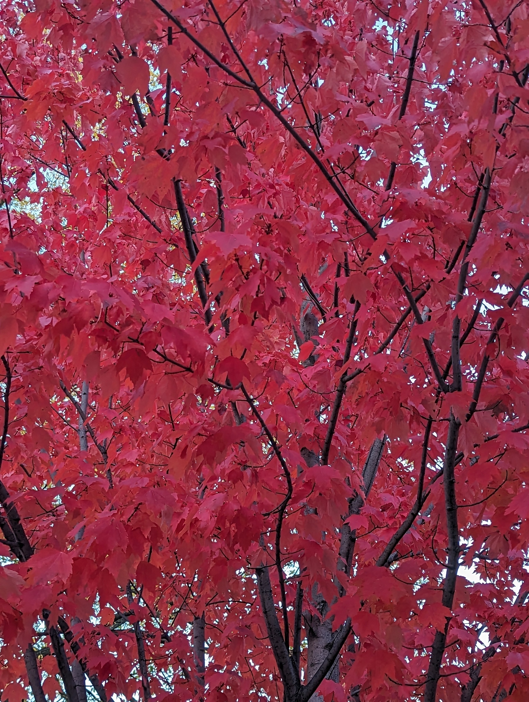 Fall maple tree