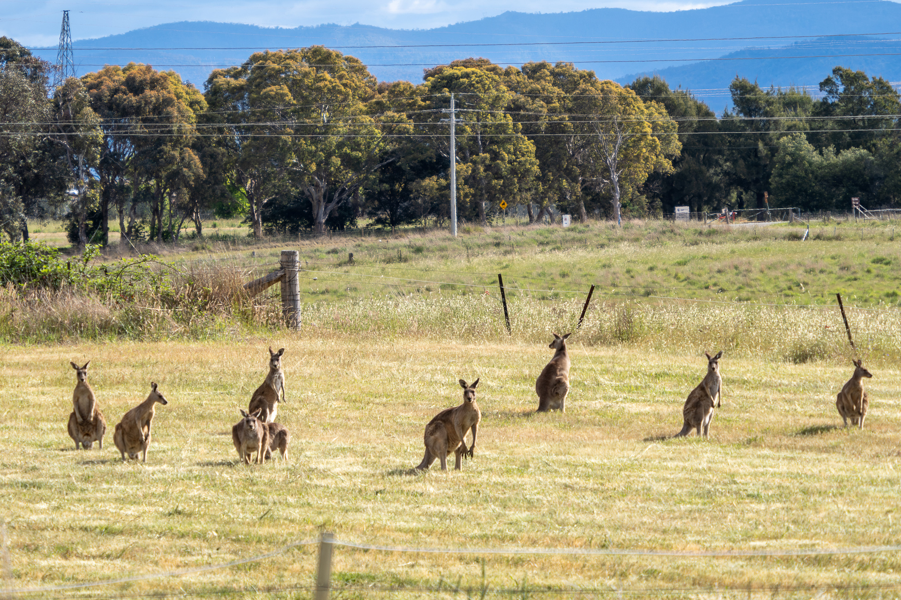 A mob of kangaroos in a field of cut grass.