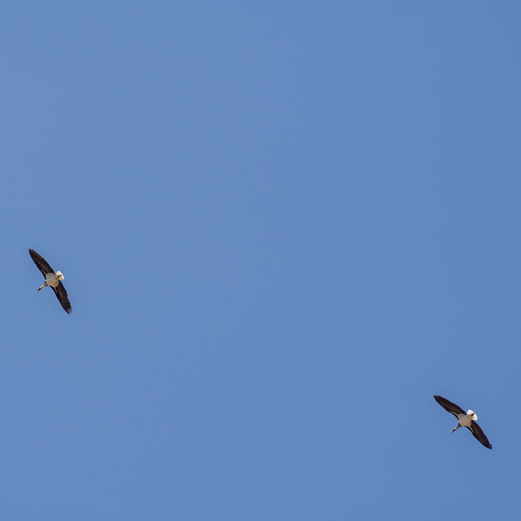 Two ibis circling high in the clear blue sky.