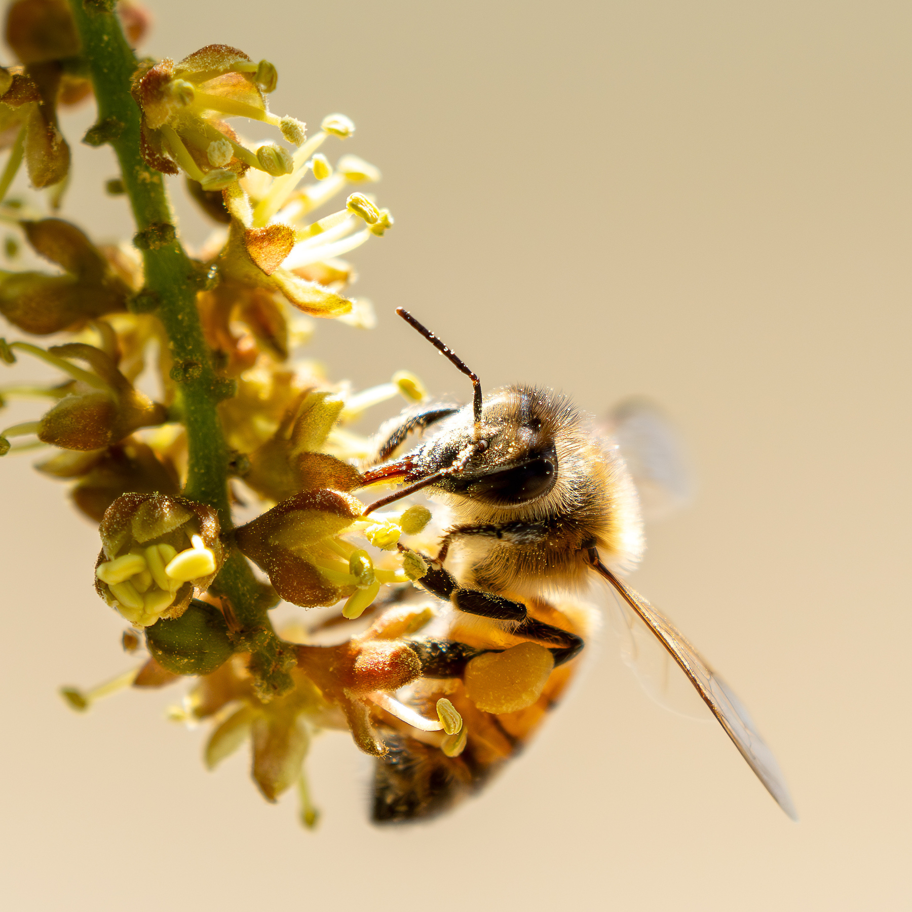 A bee on a wattle flower.