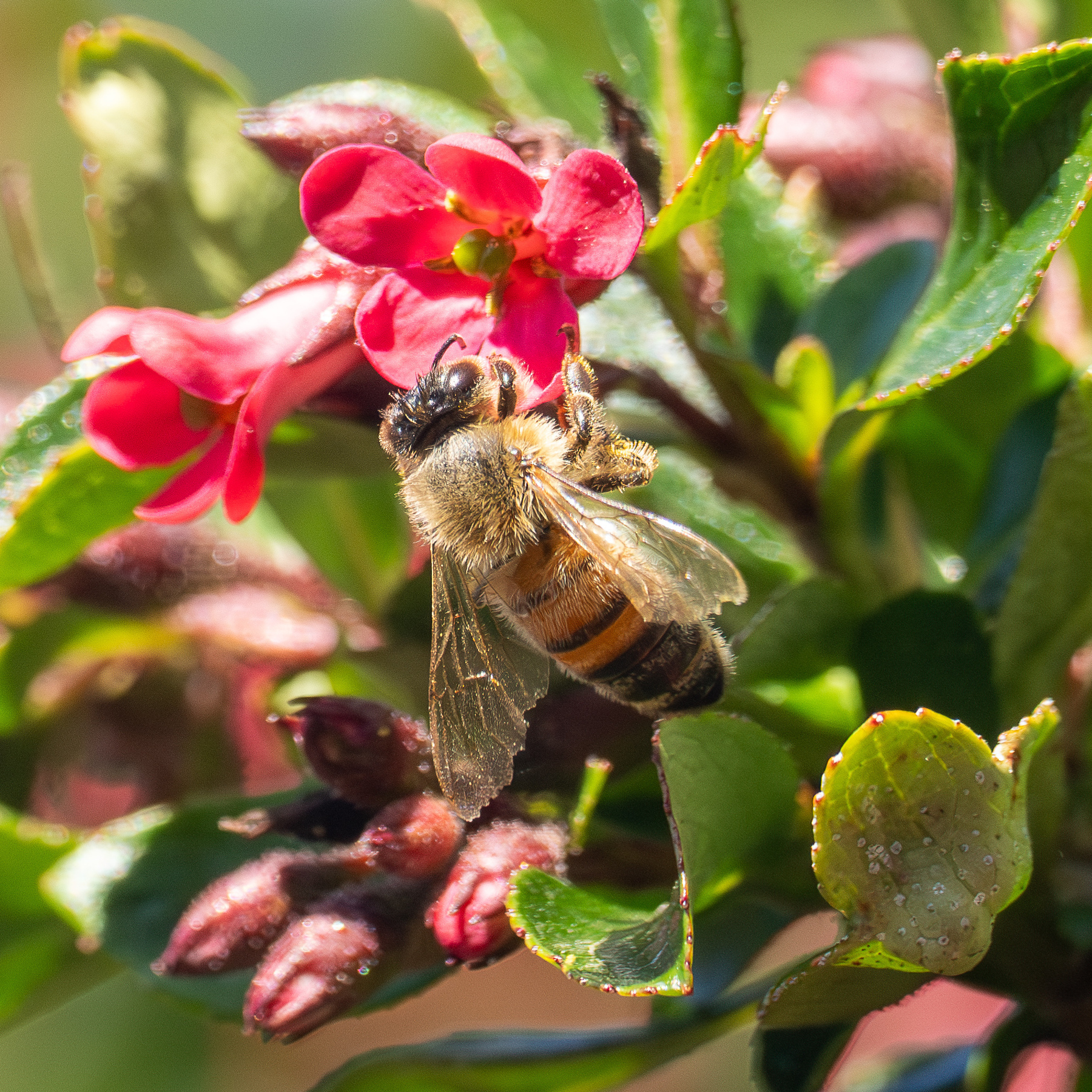 A bee on a red flower