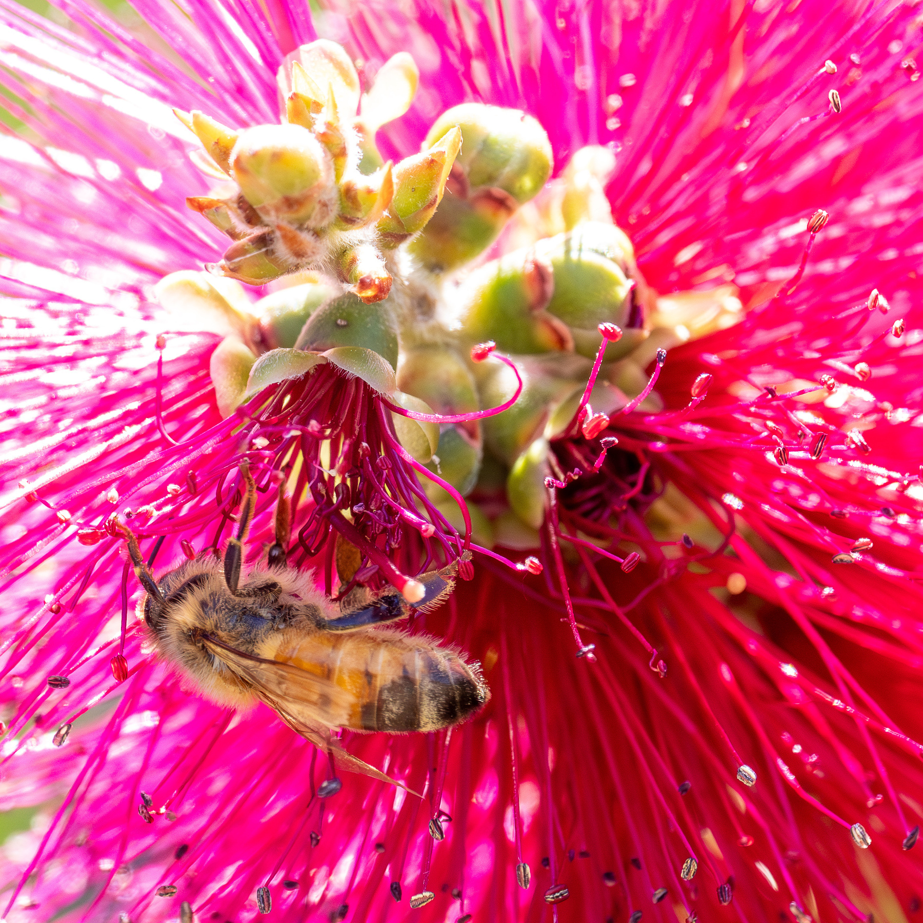 A bee on a pink bottlebrush flower.