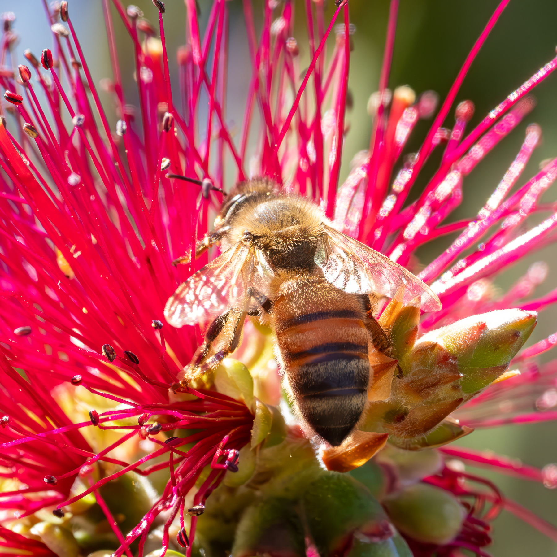 A bee on a red bottlebrush flower.