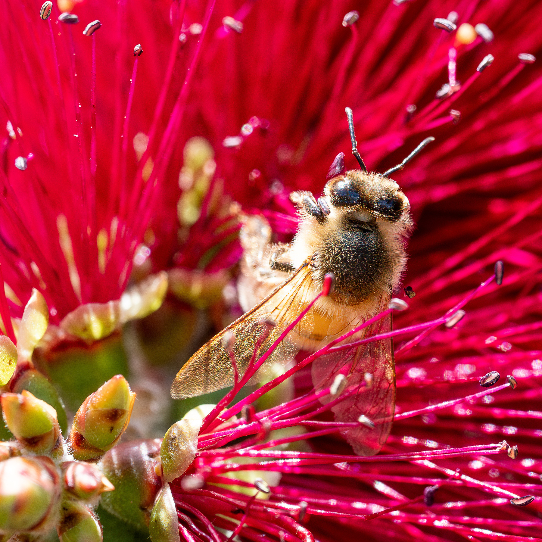 A bee on a bottlebrush.