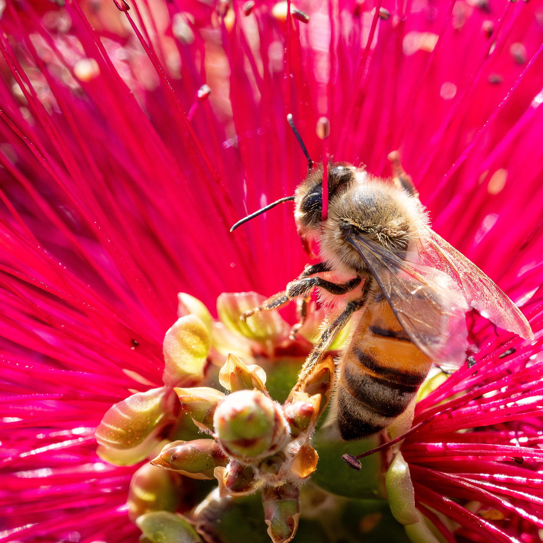 A bee on a bottlebrush.