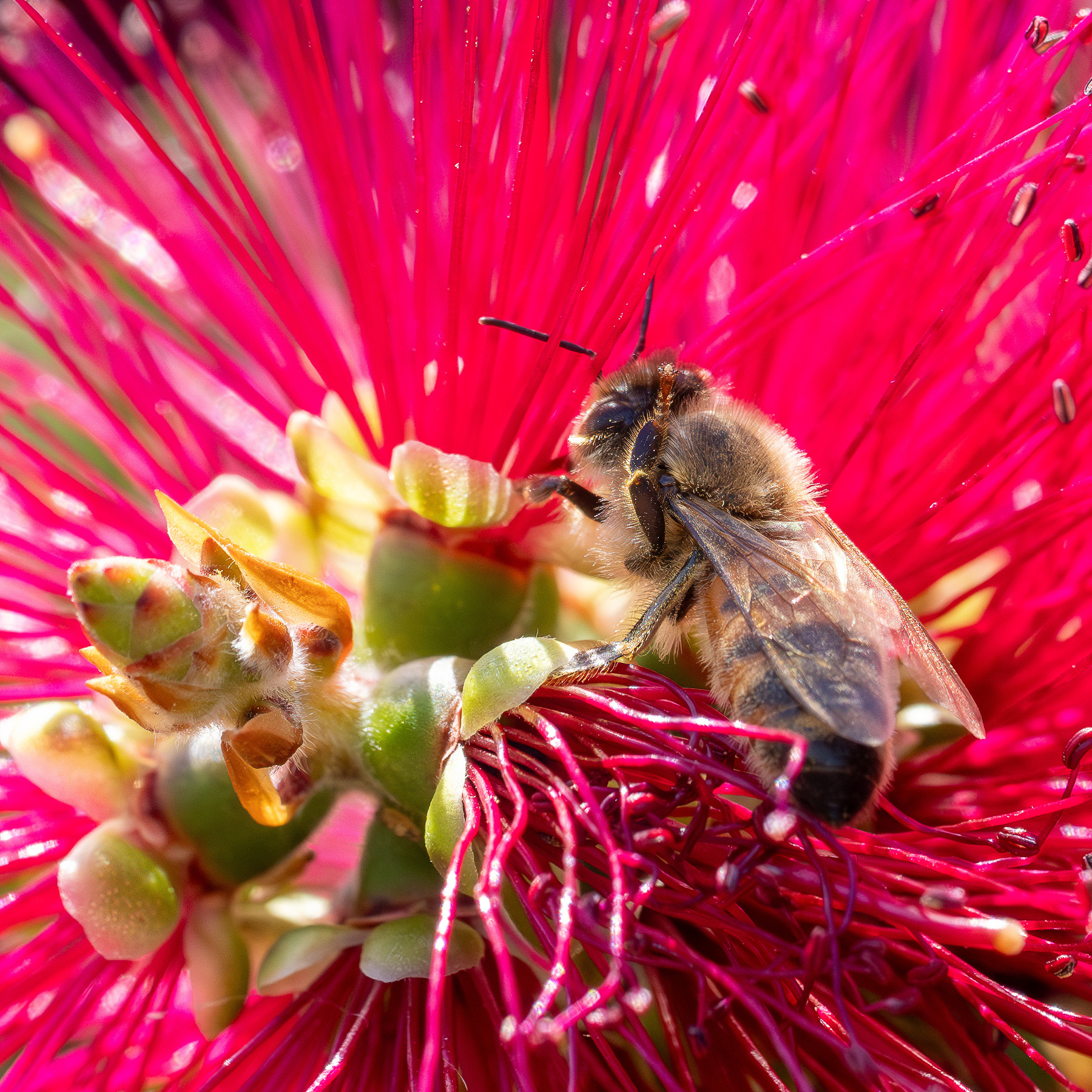 A bee on a bottlebrush.