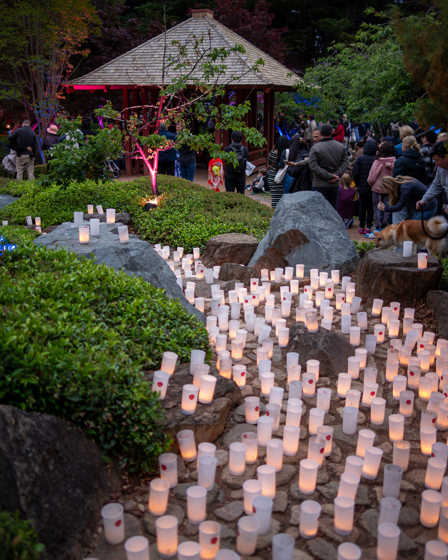 A rock path filled with candles at the Canberra-Nara Peace Park.