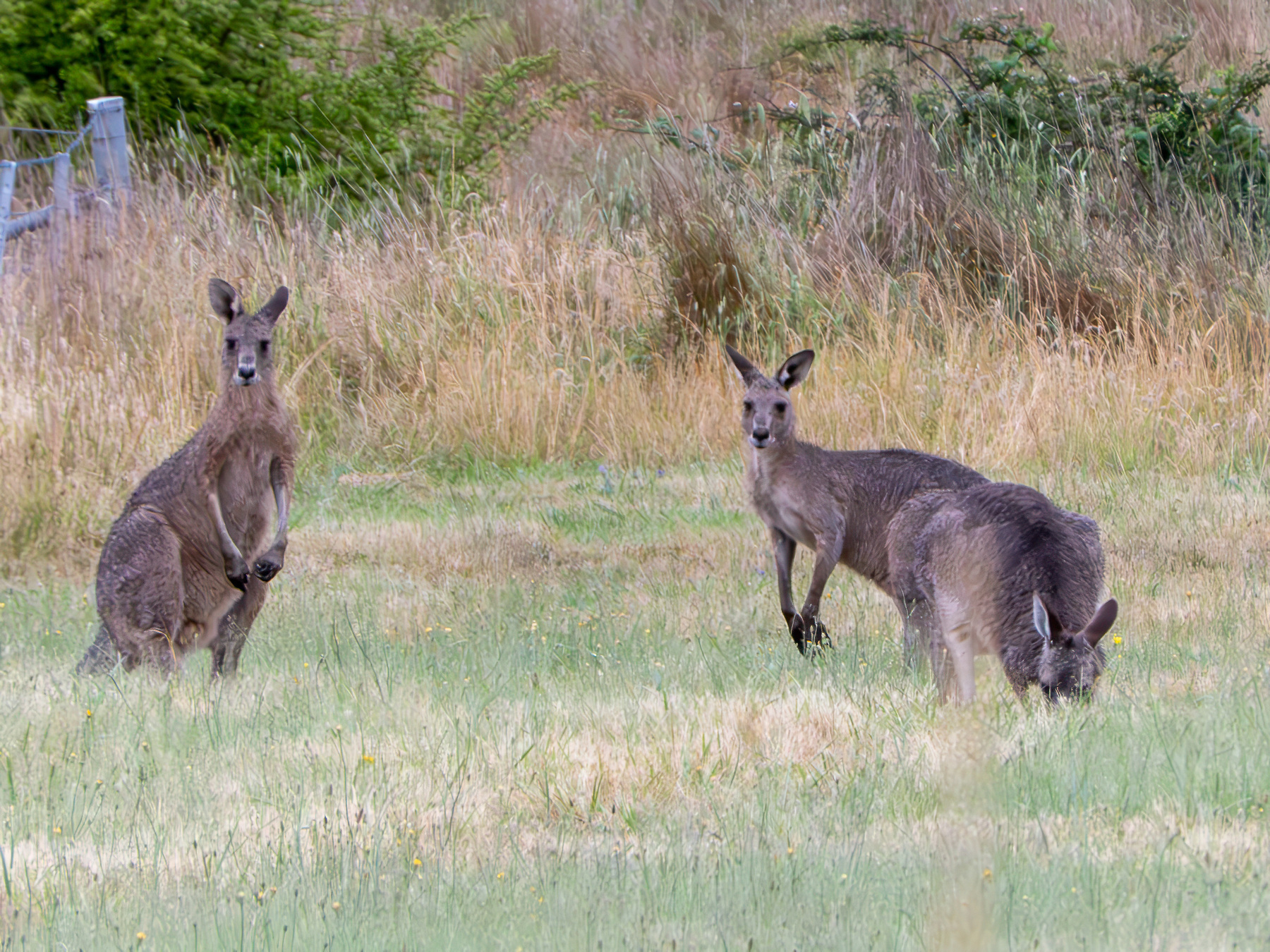 Three kangaroos in a grassy field.