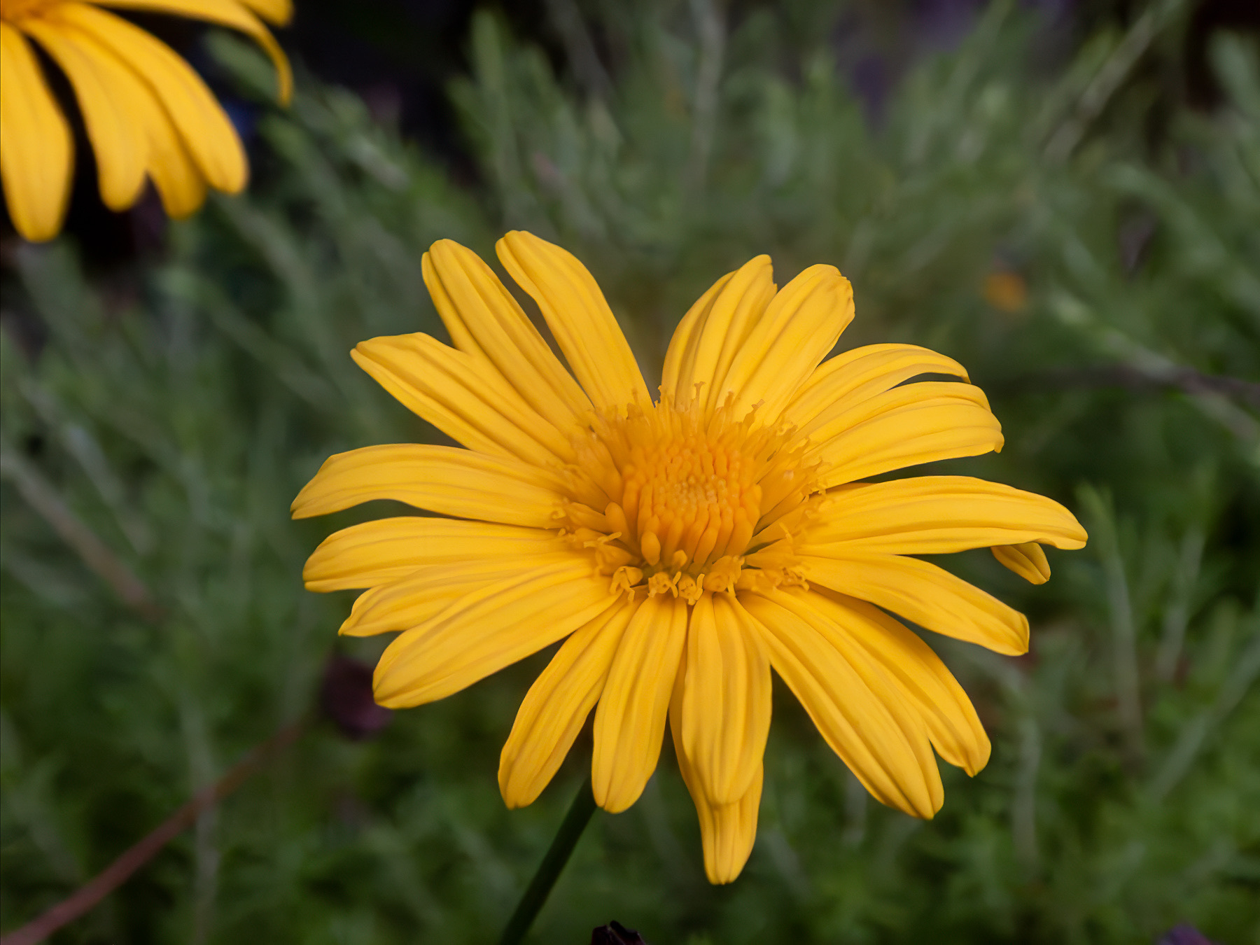 A random deep yellow flower in someone's garden.