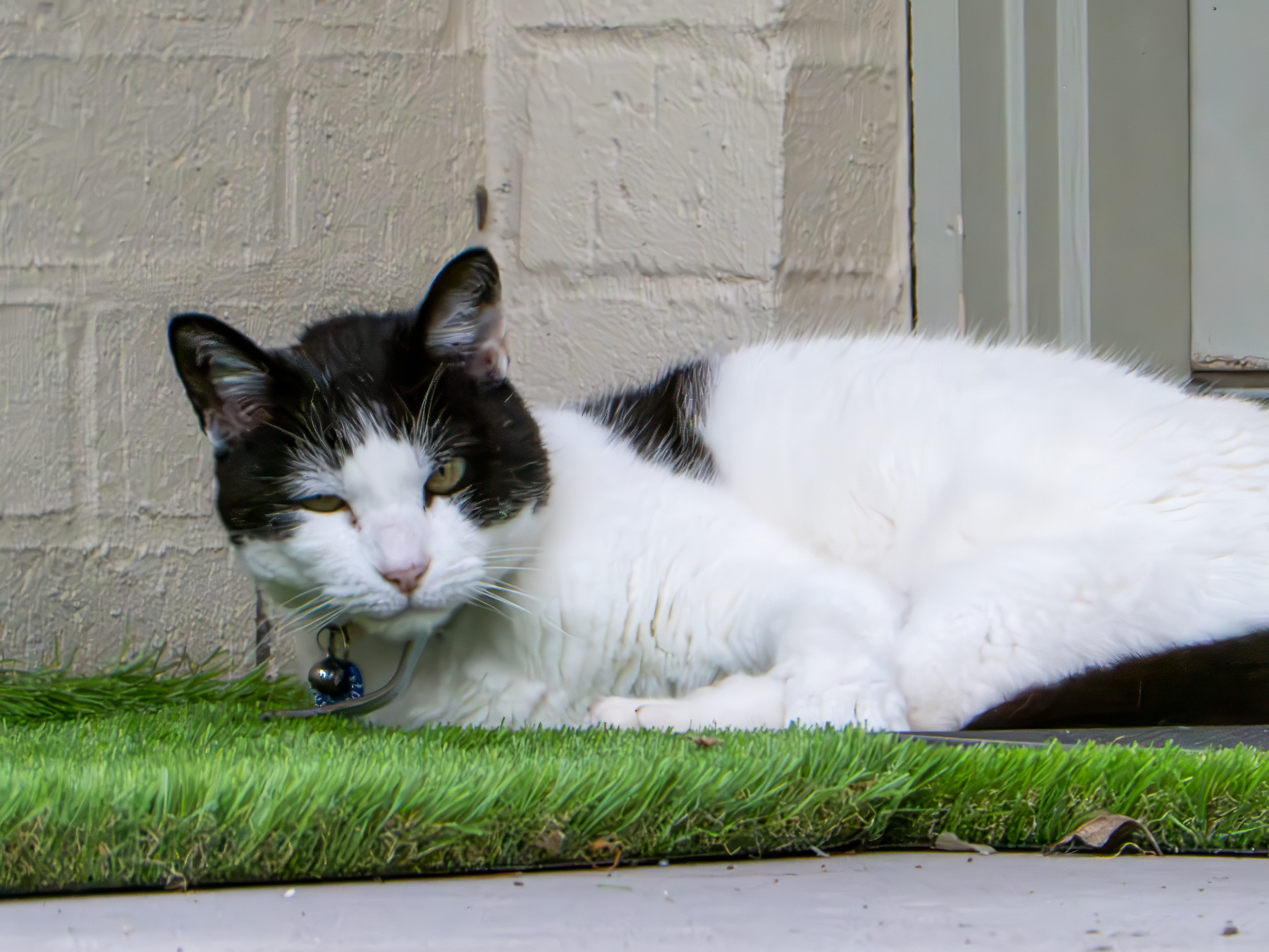 Black and white cat lying on some artificial grass.