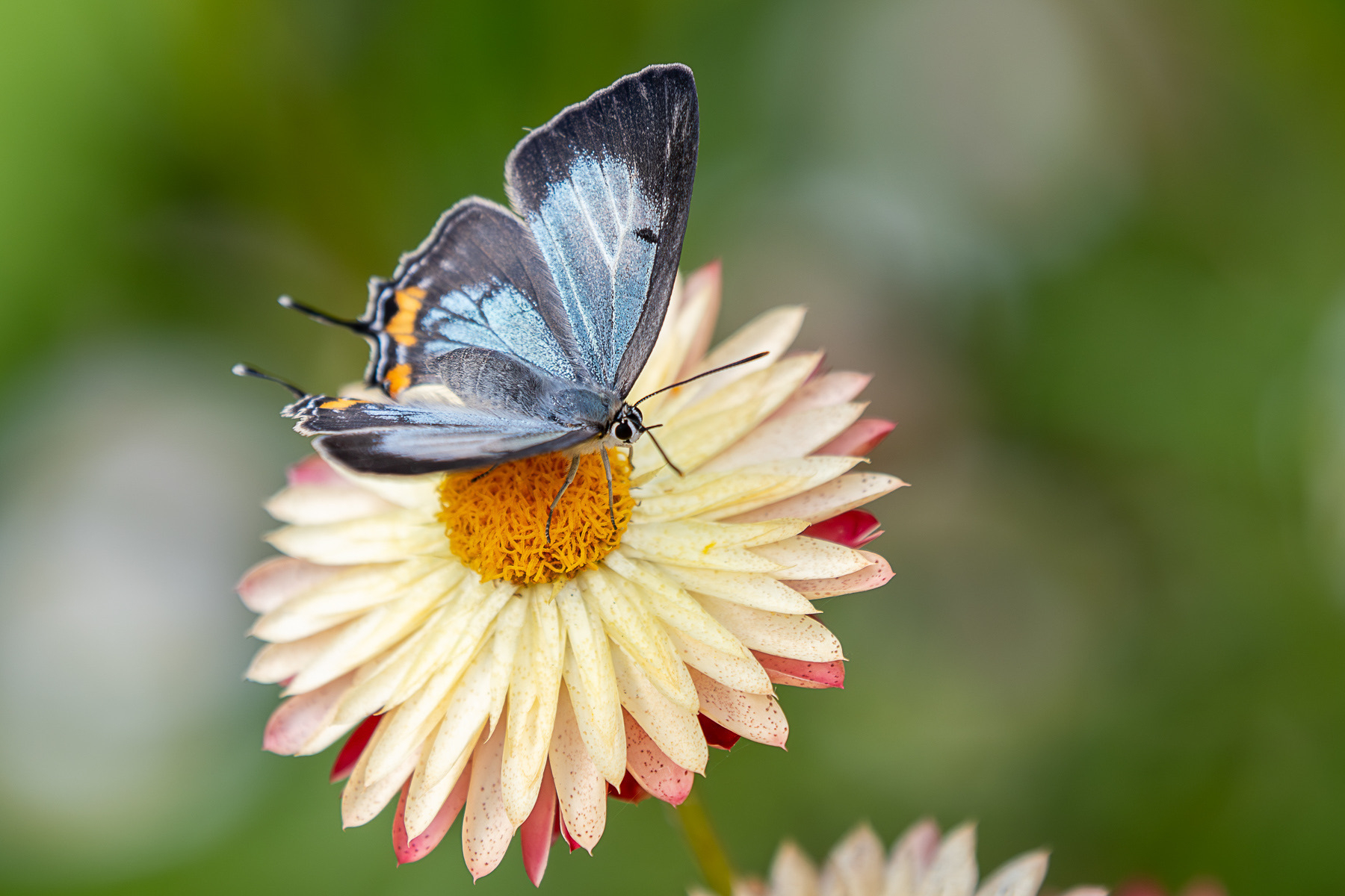 An imperial hairstreak butterfly on a flower.