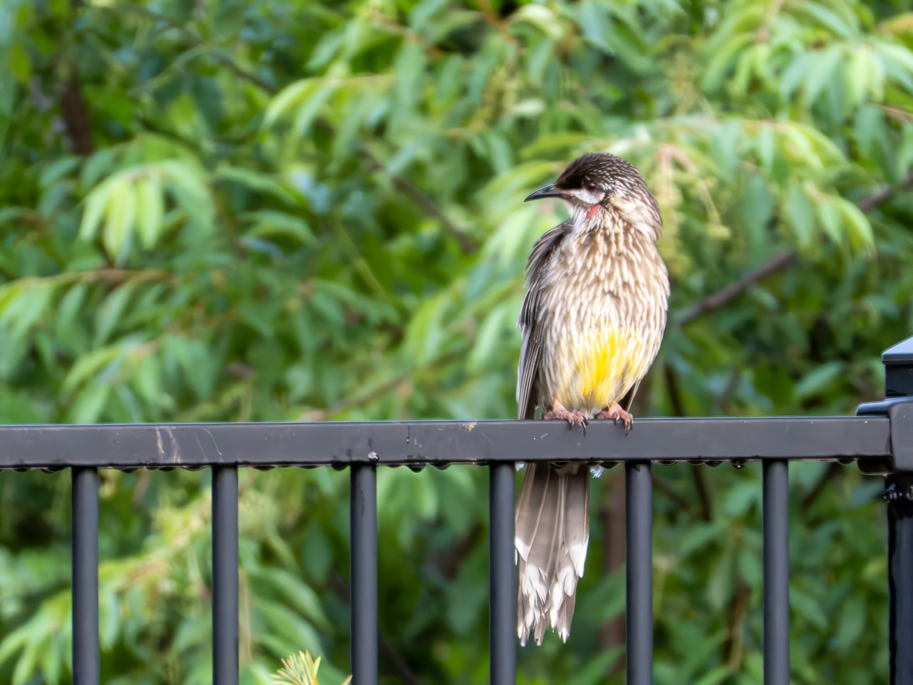 A wattlebird sitting on a fence.