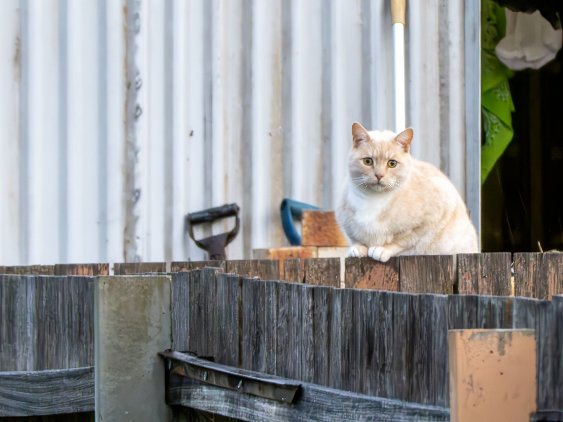 A pale orange and white cat sitting on a wooden fence