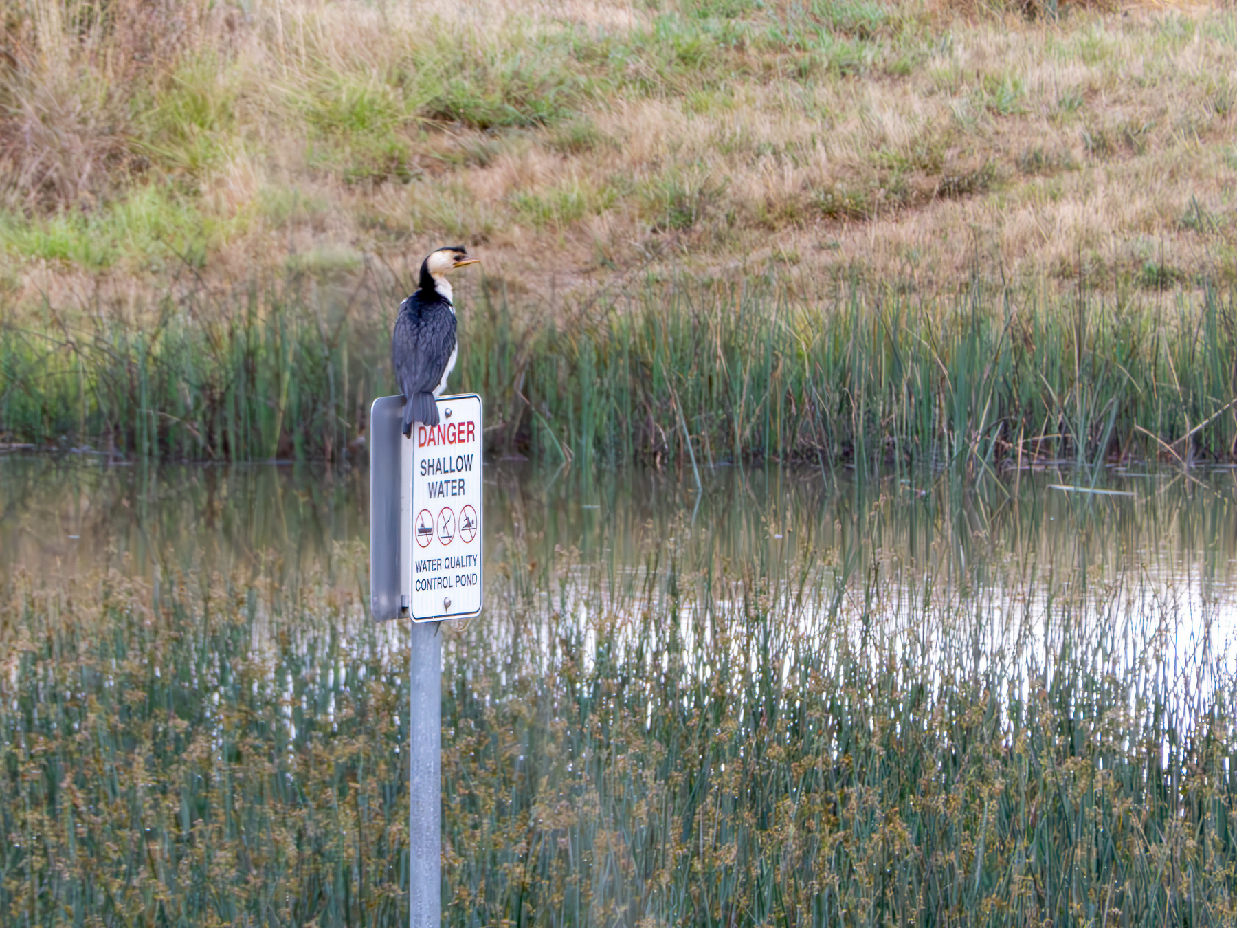 A cormorant sitting on a sign next to a pond.